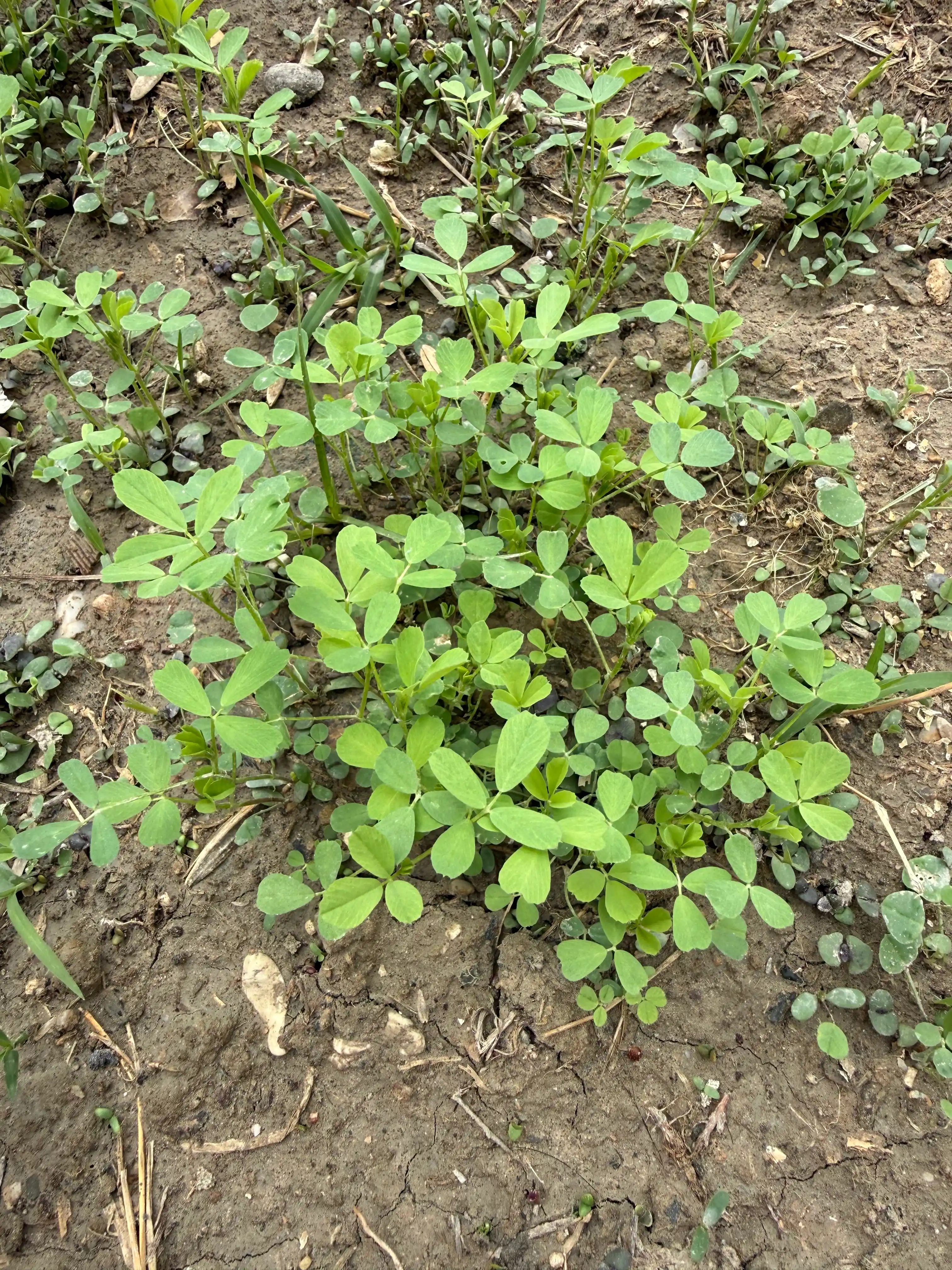 Oq yonbosh urug‘lari, 1 kg — qo‘lda qadoqlangan