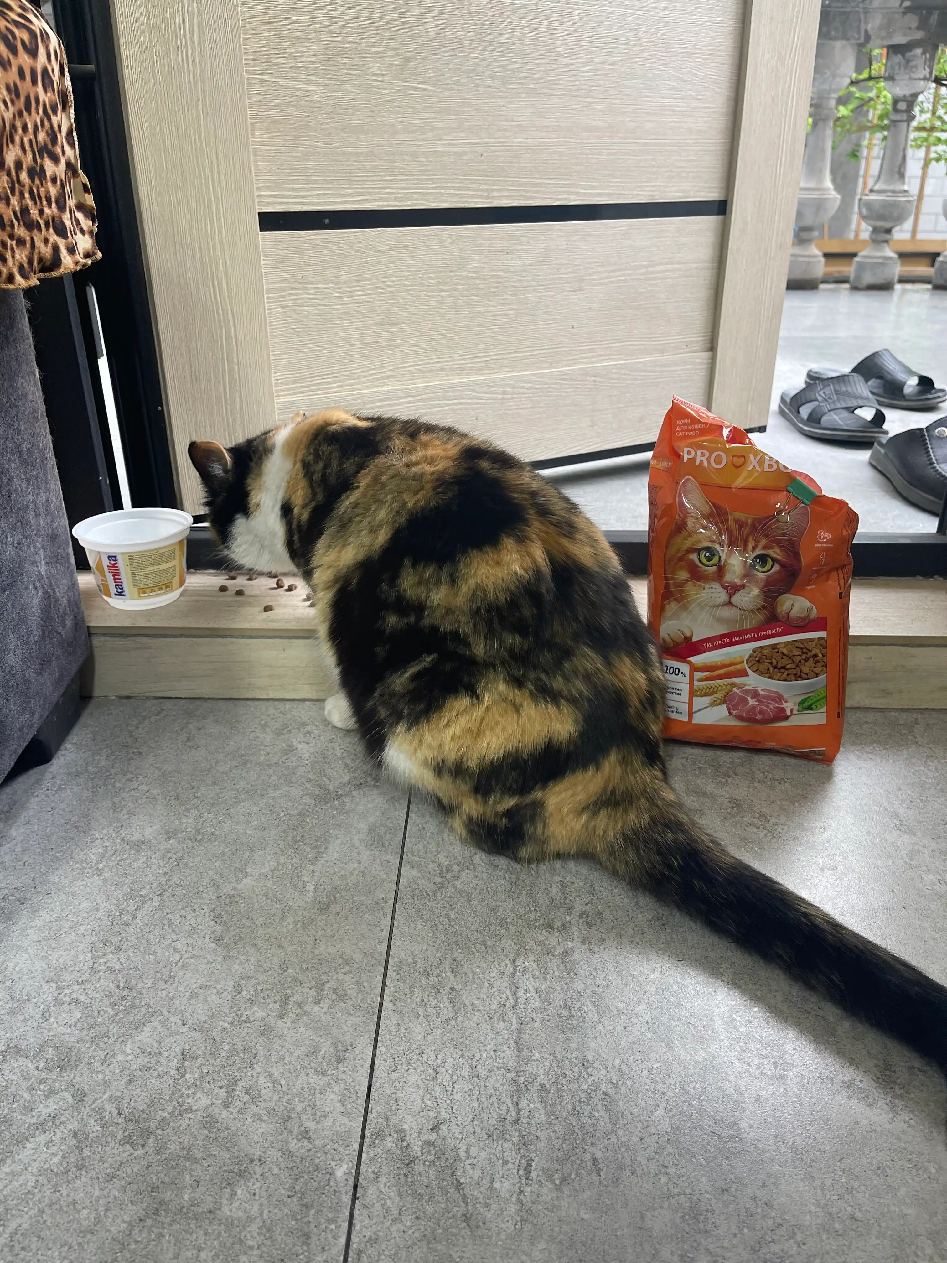 ProХвост mushuklar uchun quruq yem, mol go'shti 800 gr