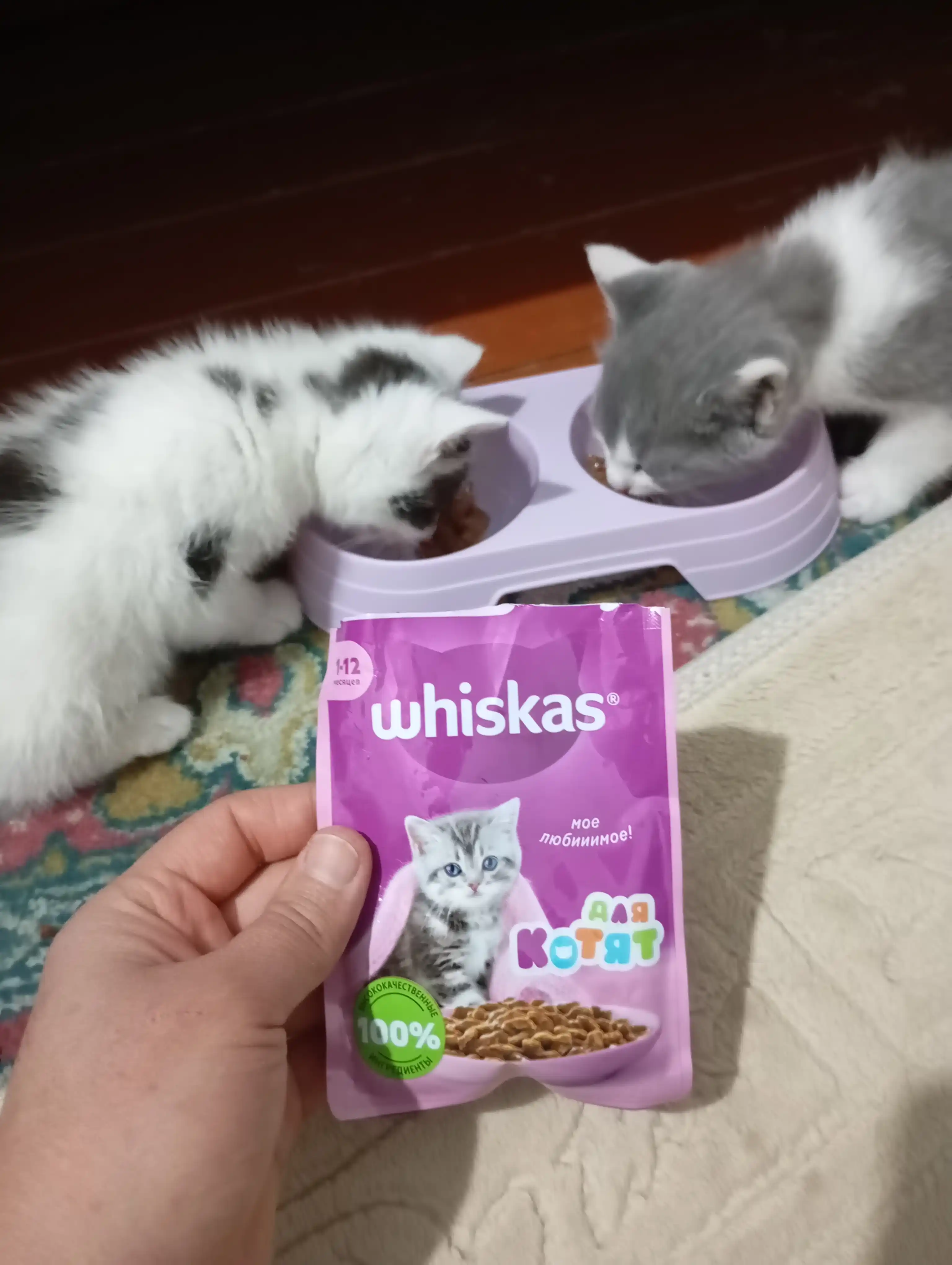 Mushuklar va itlar uchun ikki qismli idish, 150 ml, plastik