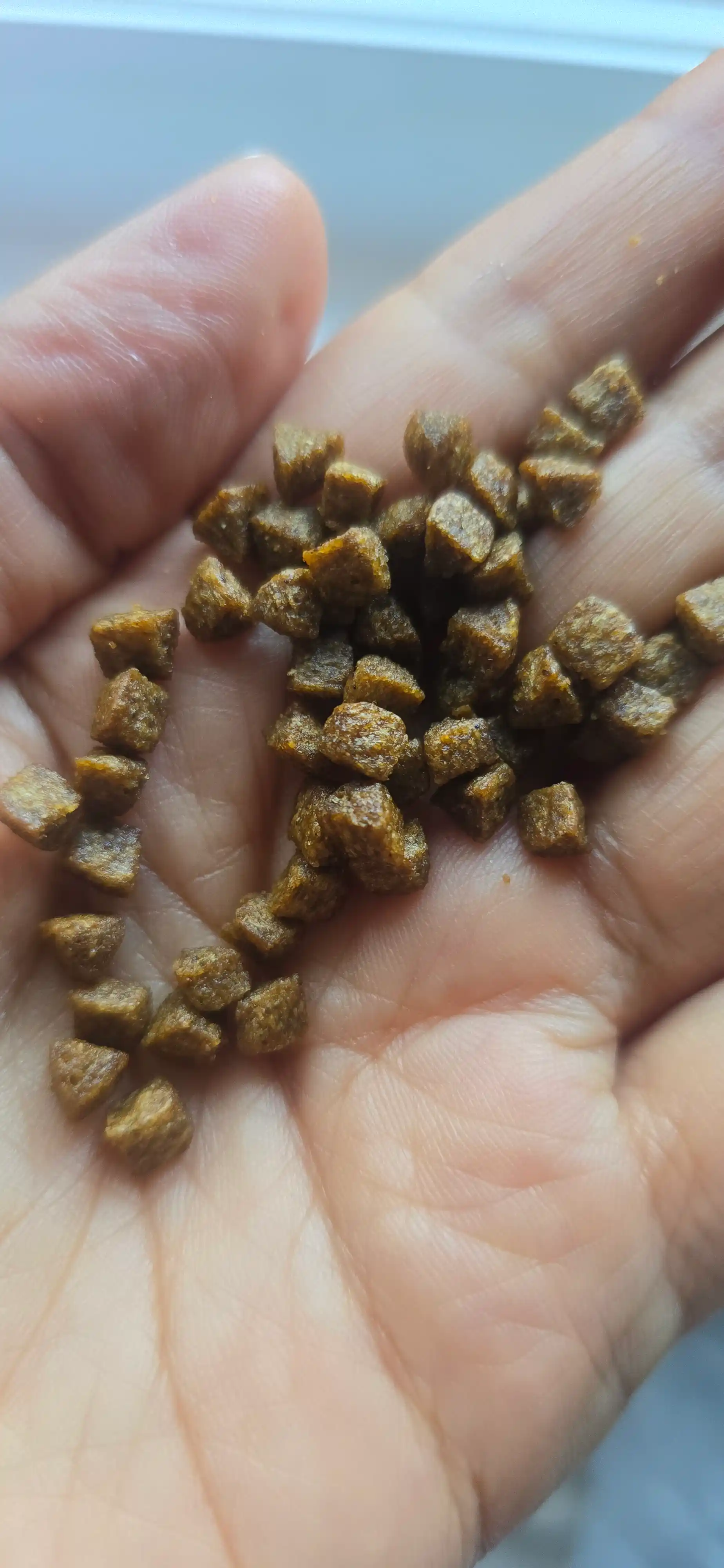 Paw Picks mushukchalar uchun quruq yem, kurka go‘shti bilan, 1 kg