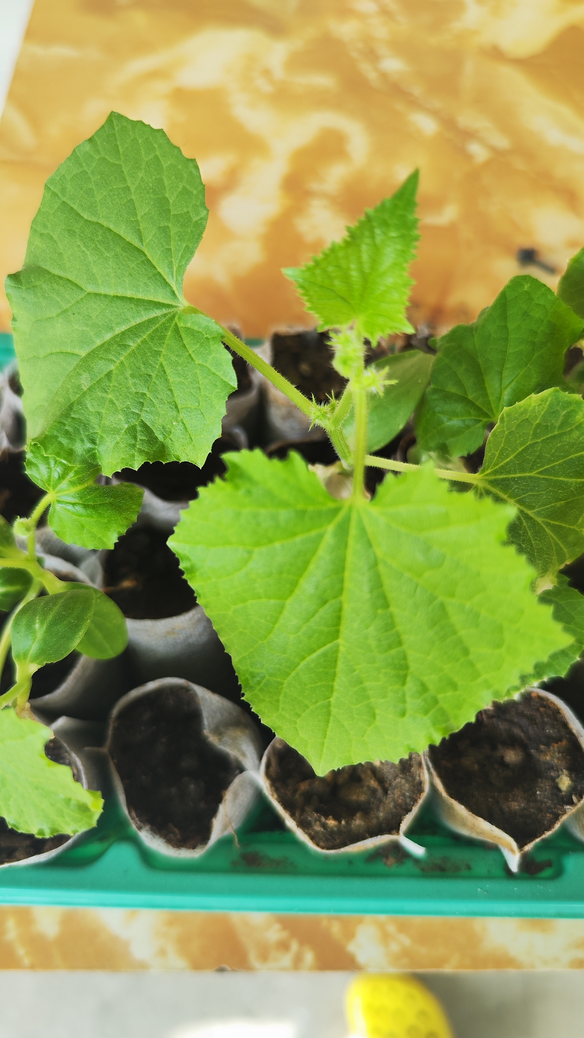 Семена овощей для дома Seeds