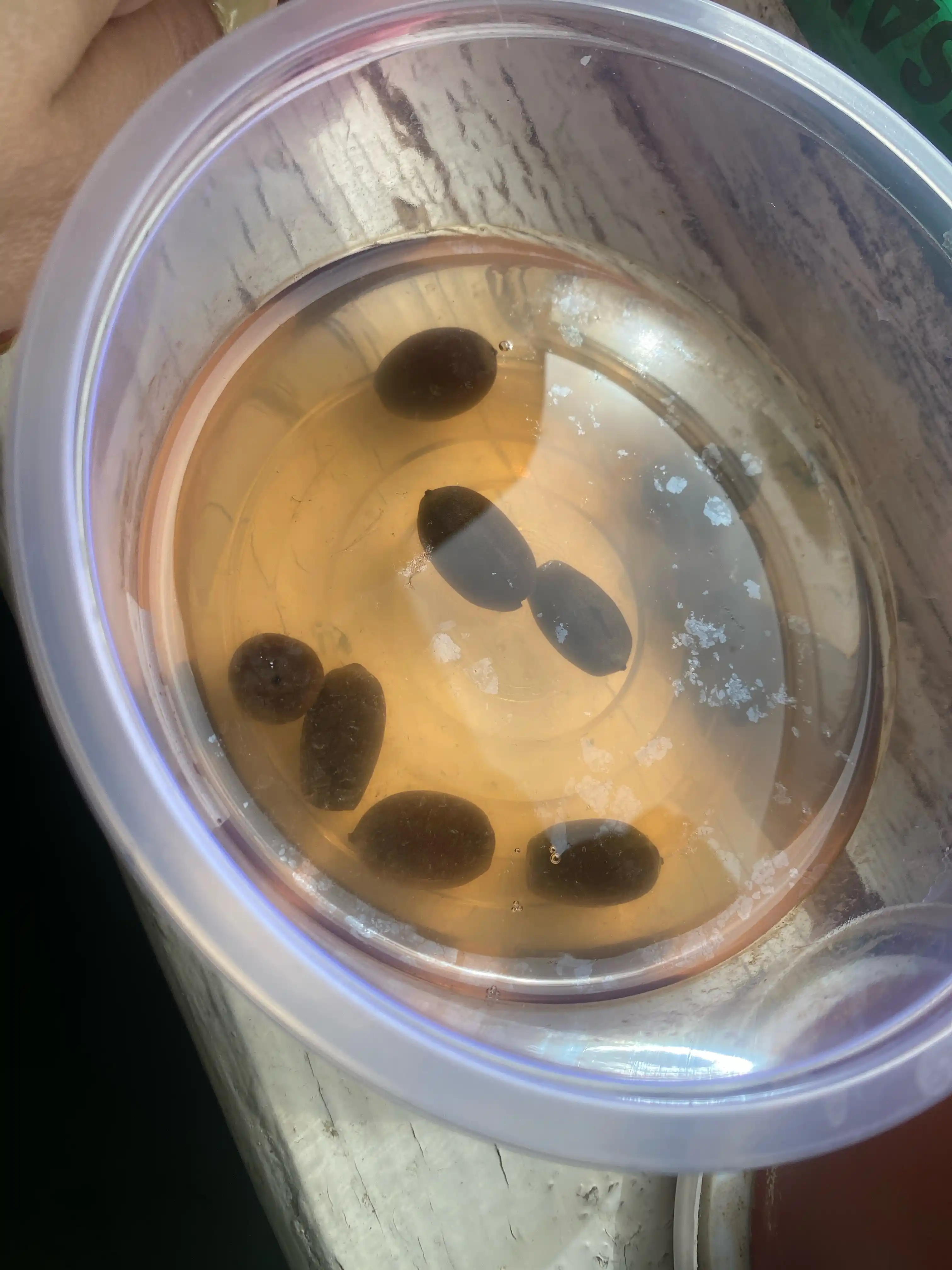 Nifur nilufari urug‘lari, ko‘p yillik suv o‘simliklari