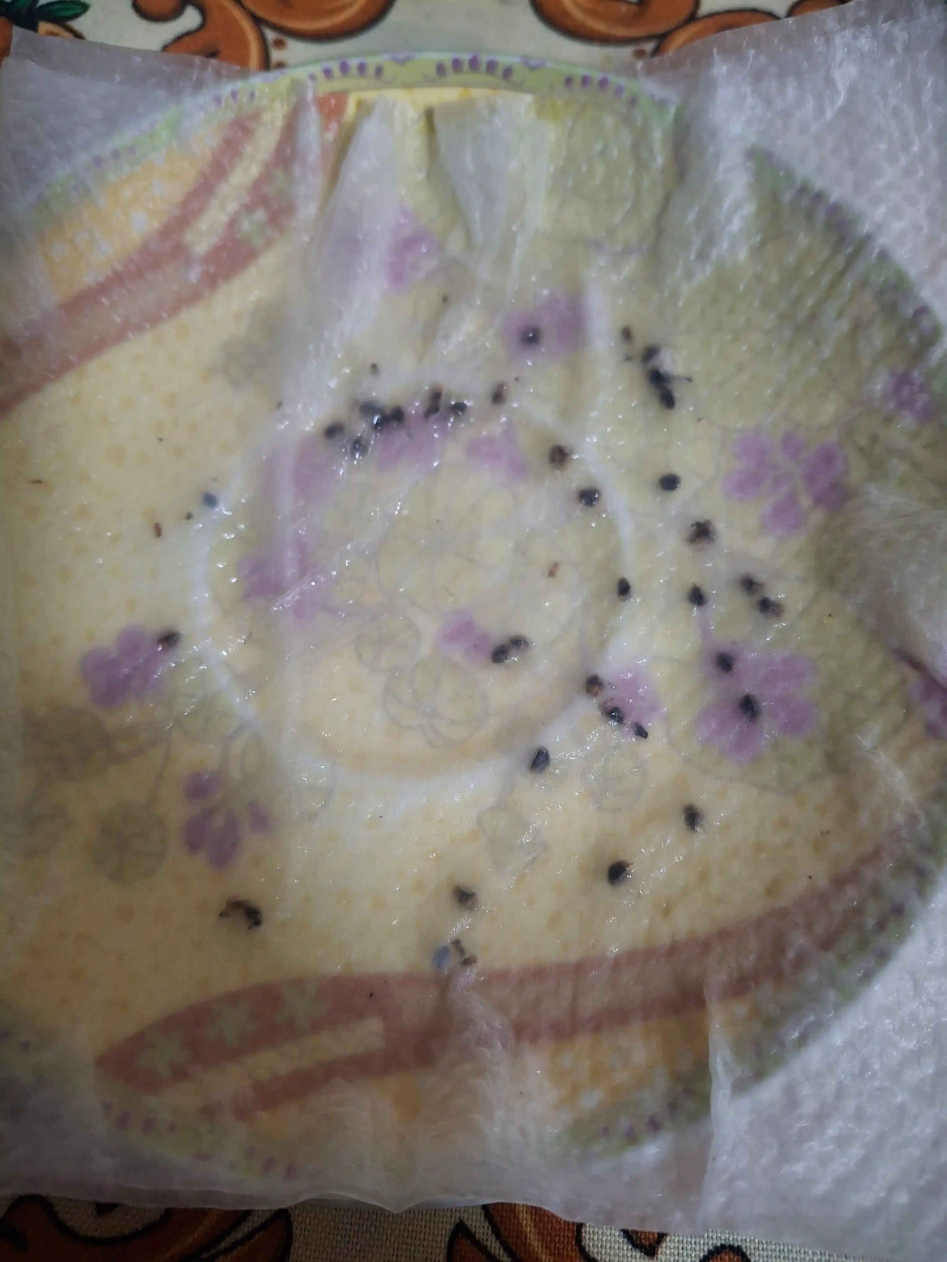 Urug'lar Highbush blueberry O'rmon xazinasi, Berry glade, 30 dona