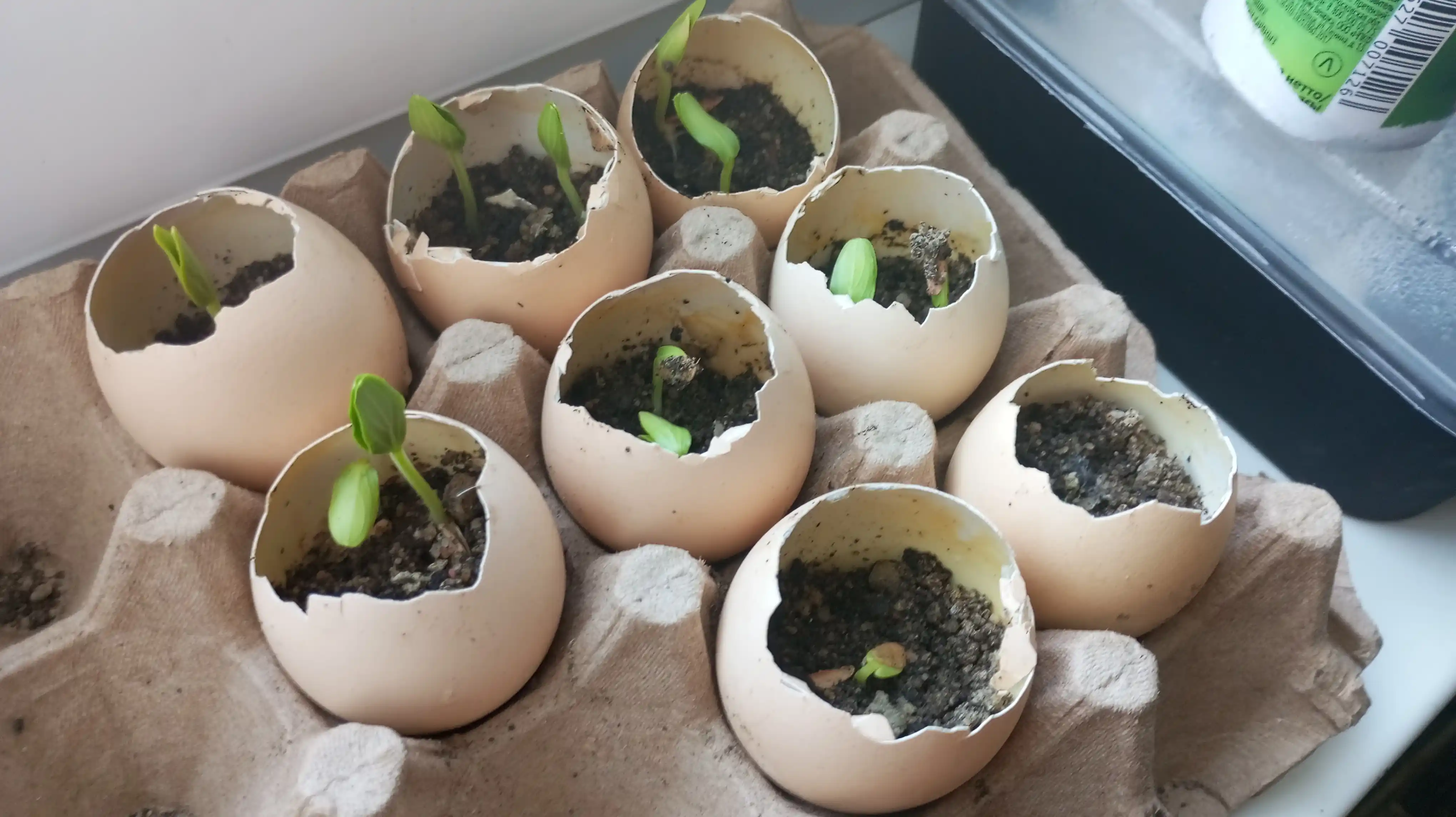 Семена огурца одна упаковка 10 гр, и в комплекте три упаковки - Profi Agro Seeds, 30 гр