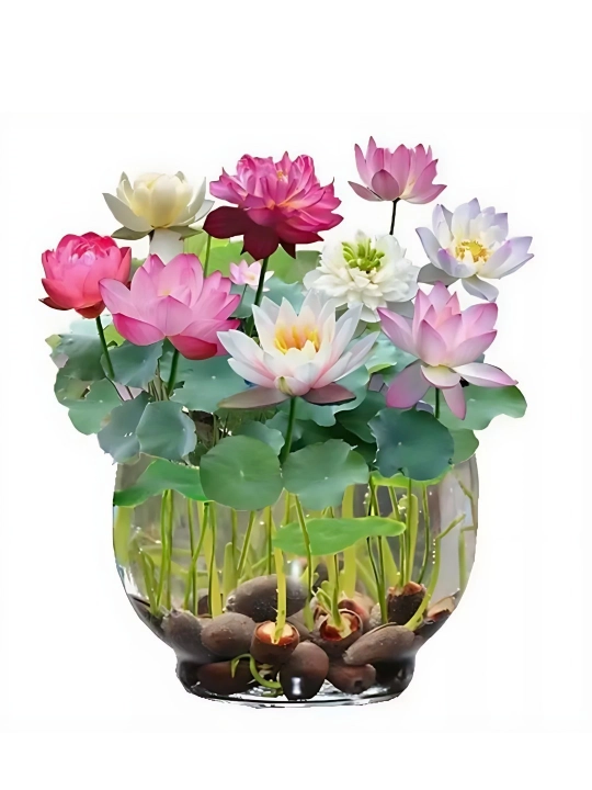 Lotus urug'lari 30 dona, unib chiqarish, ekish, dekor va uyda o'stirish uch