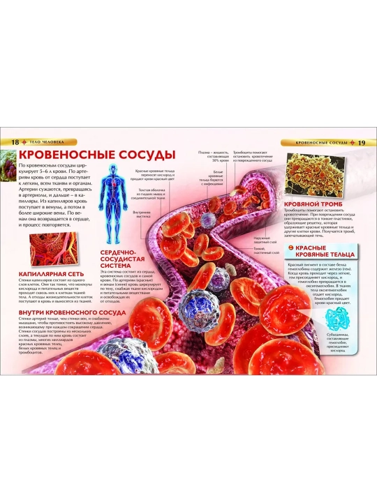 Тело человека. Детская энциклопедия. Смит М.