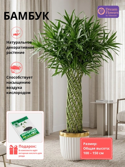 Dekorativ bambuk, uy va ofis uchun xona o‘simligi - 