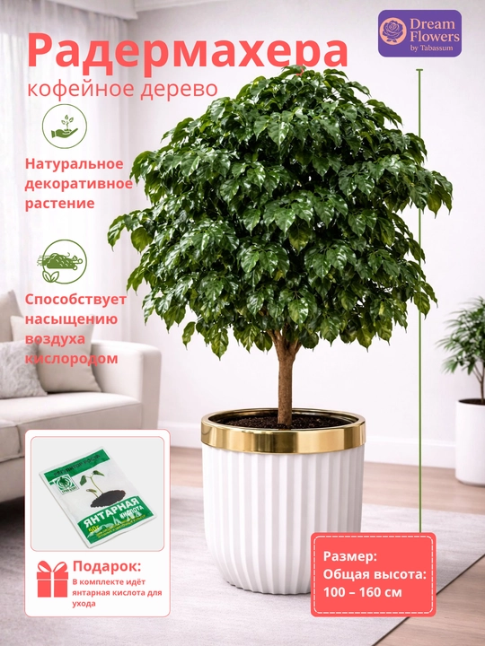 Radermaxer - uy va ofis uchun tabiiy xona o‘simligi - 