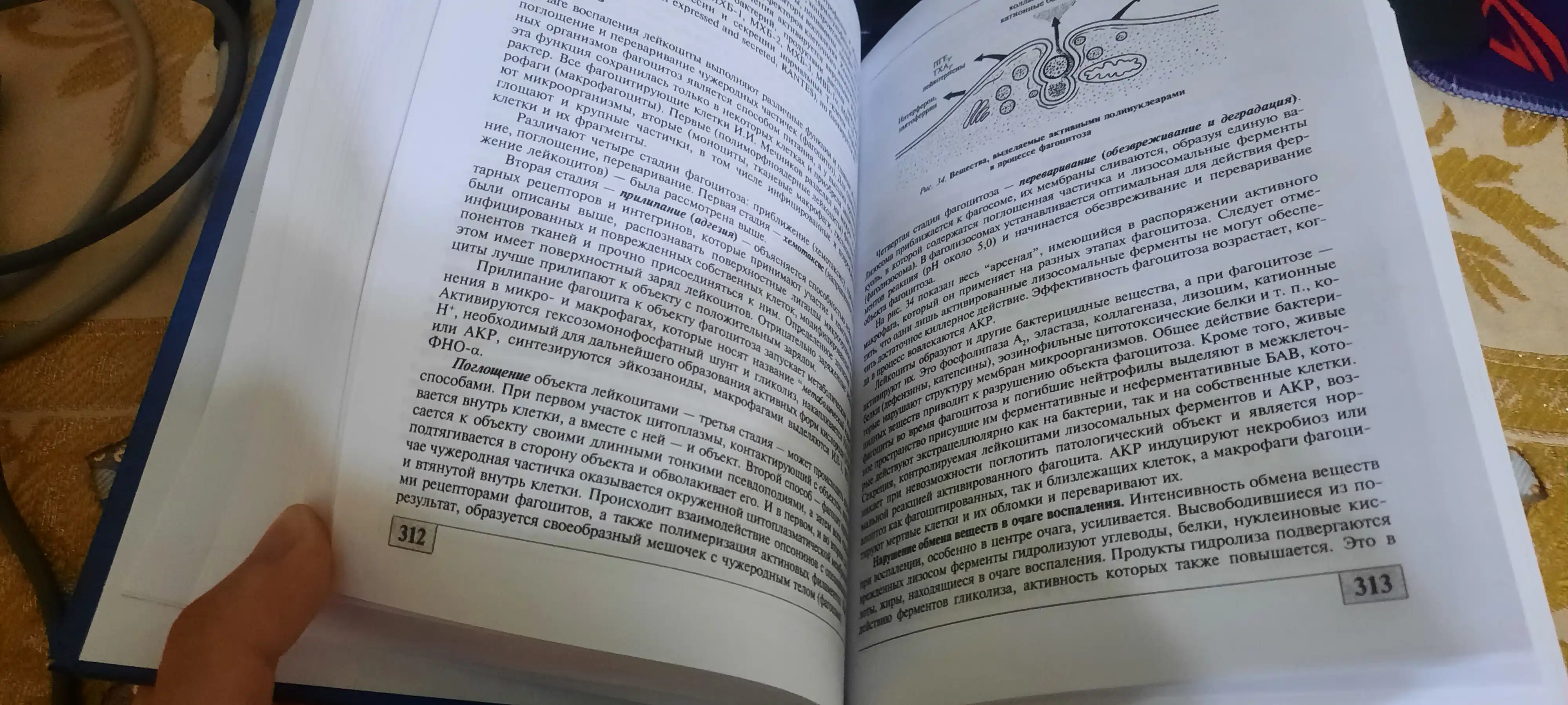 ПАТОФИЗИОЛОГИЯ — Н.Н. Зайко, Ю.В. Бися, И.В. Кристаля