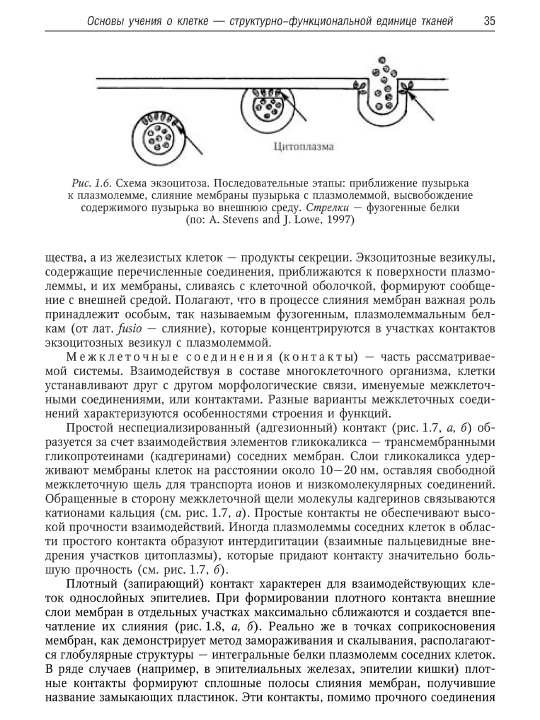 Руководство по гистологии — том 1 и 2/ Русский язык