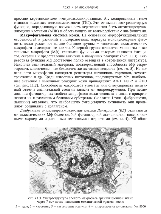 Руководство по гистологии — том 1 и 2/ Русский язык