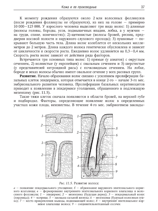 Руководство по гистологии — том 1 и 2/ Русский язык