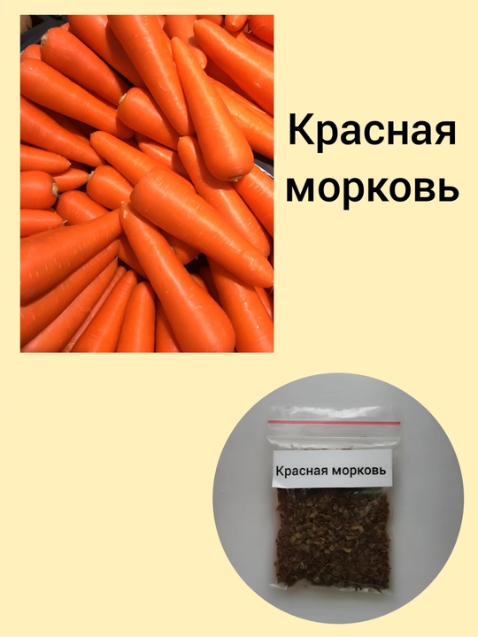 Семена моркови - 