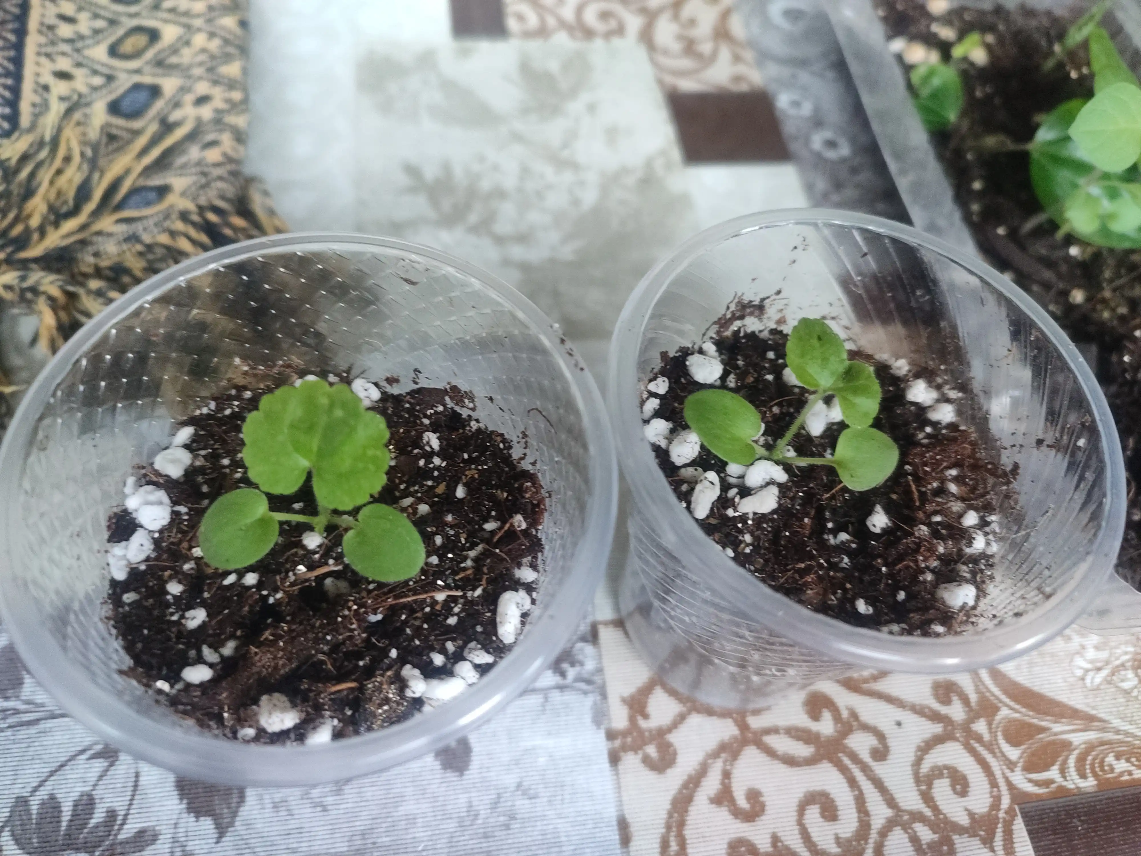 Pelargonium urug'lari zonal shakl F1, 4 dona, 4602052