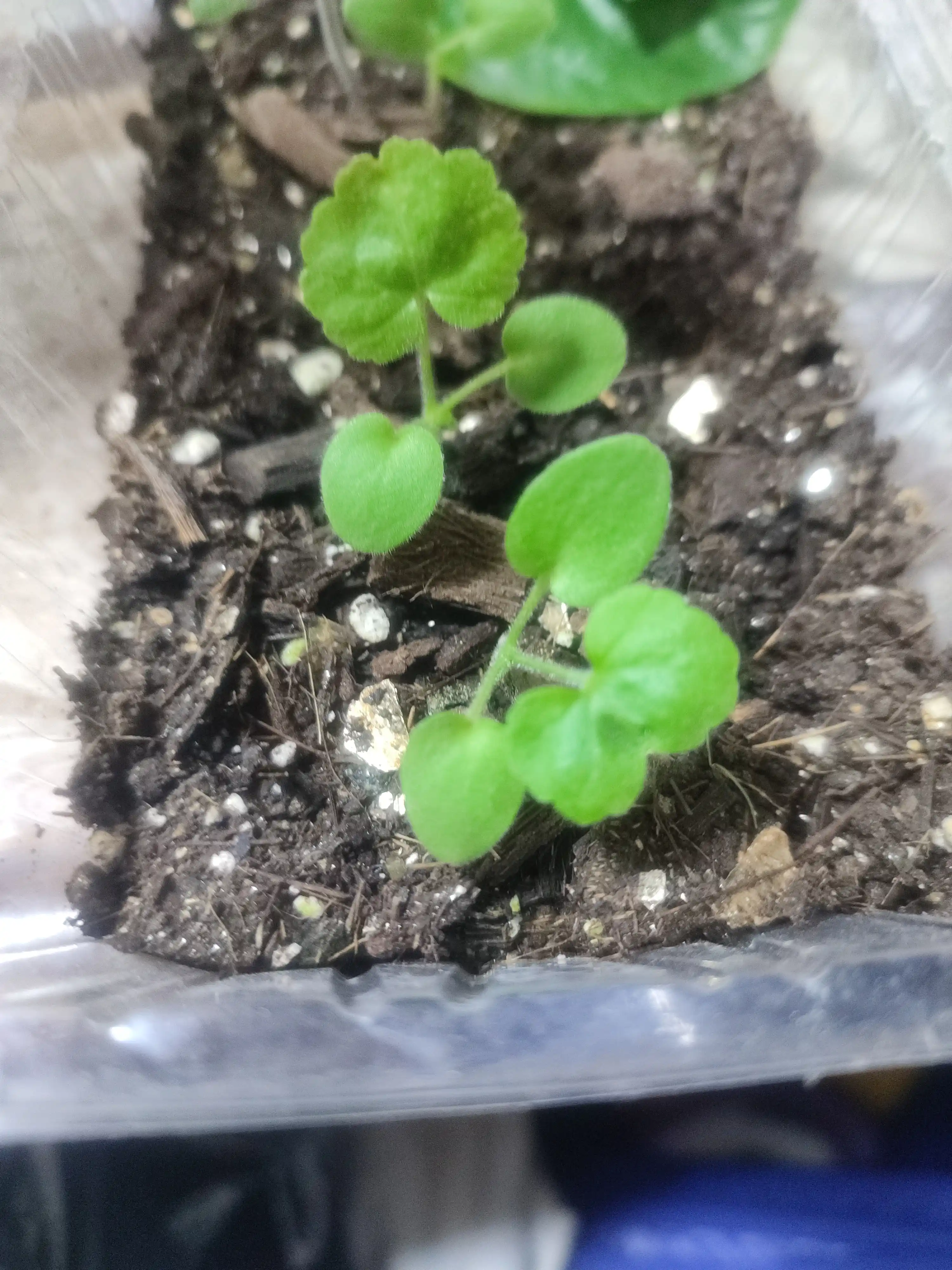 Pelargonium urug'lari zonal shakl F1, 4 dona, 4602052