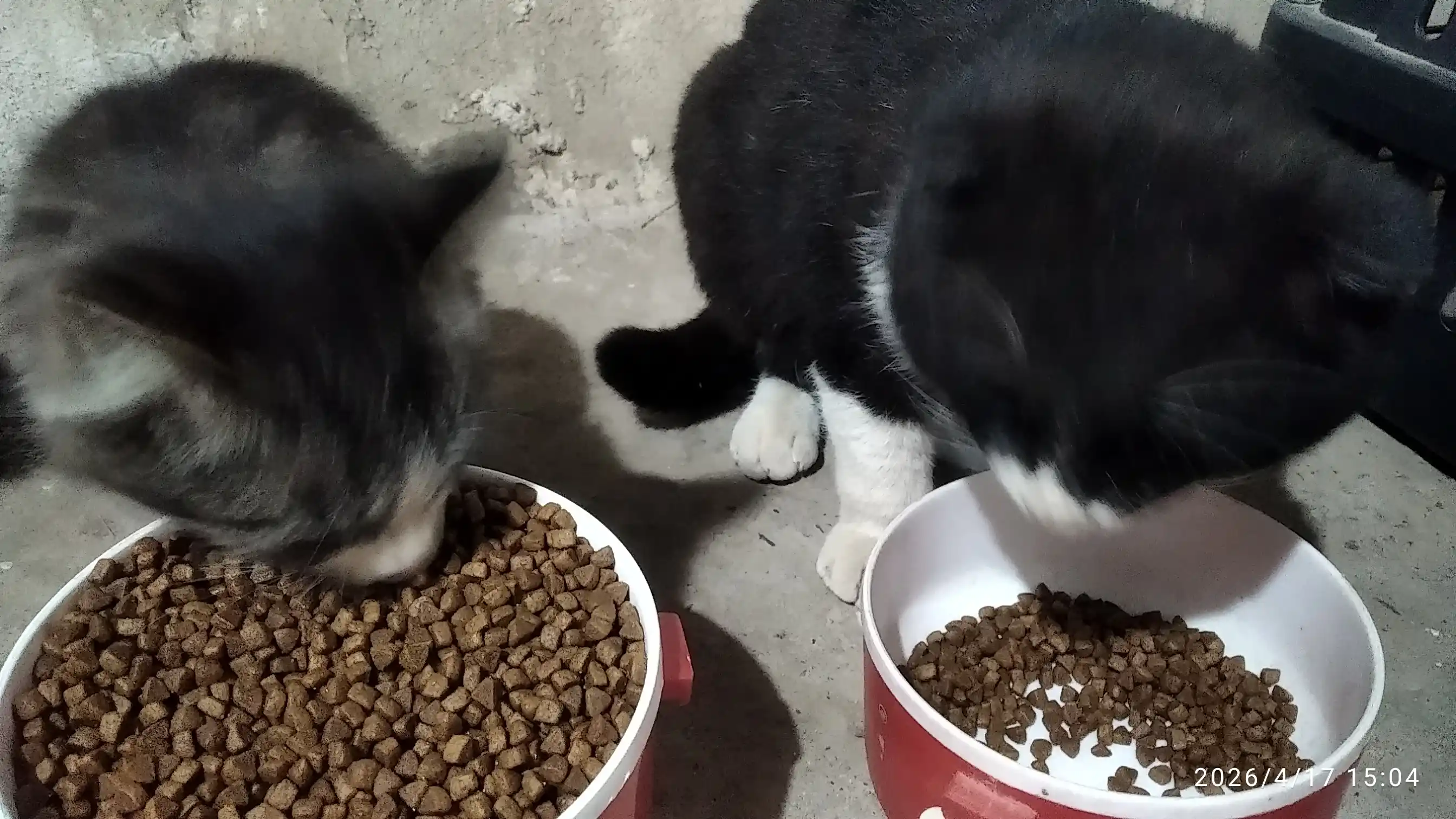 Reflex Plus Kitten Chicken mushukchalar uchun quruq ovqat, tovuq bilan, 1.5 kg