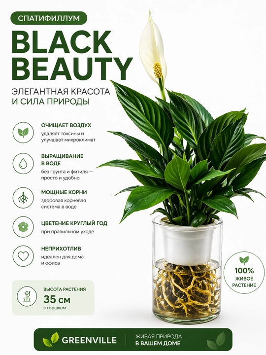 Спатифиллум живое растение для дома и офиса - 