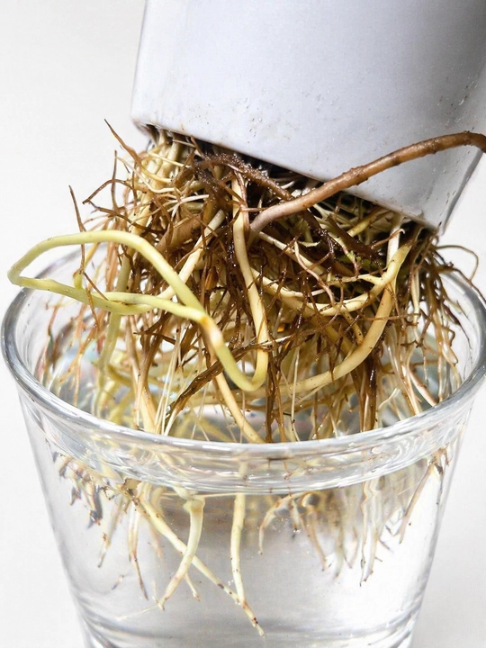 Spathiphyllum tirik o‘simlik uy va ofis uchun