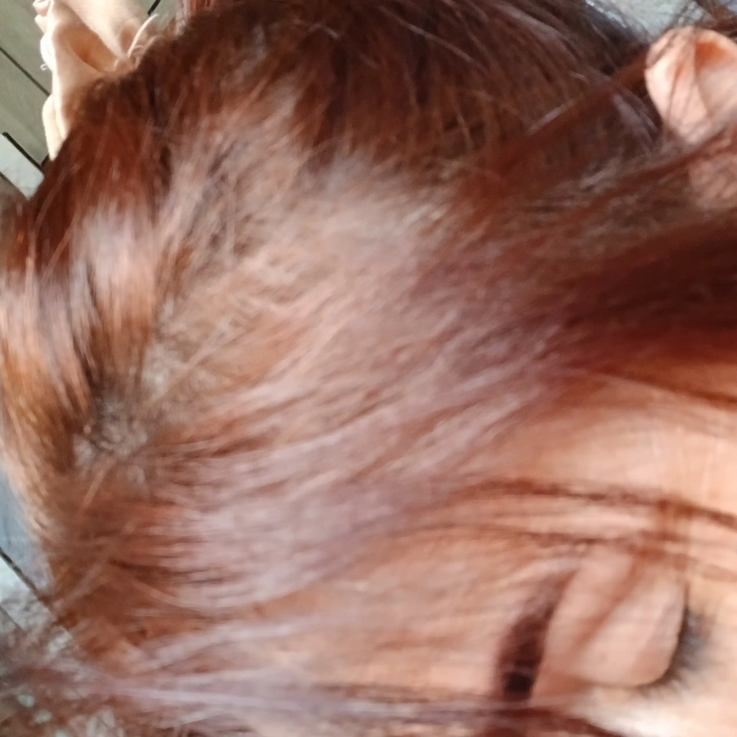 Soch uchun bo'yoq L'Oreal Casting Crme Gloss, rangi 603 sutli shokolad