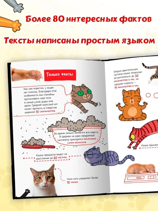Детская энциклопедия: Кошки — большие секреты маленьких хищников, 64 страницы
