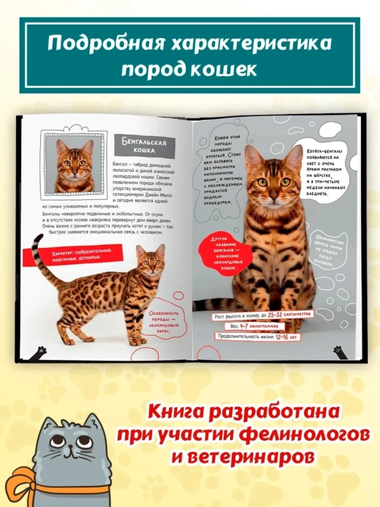 Детская энциклопедия: Кошки — большие секреты маленьких хищников, 64 страницы