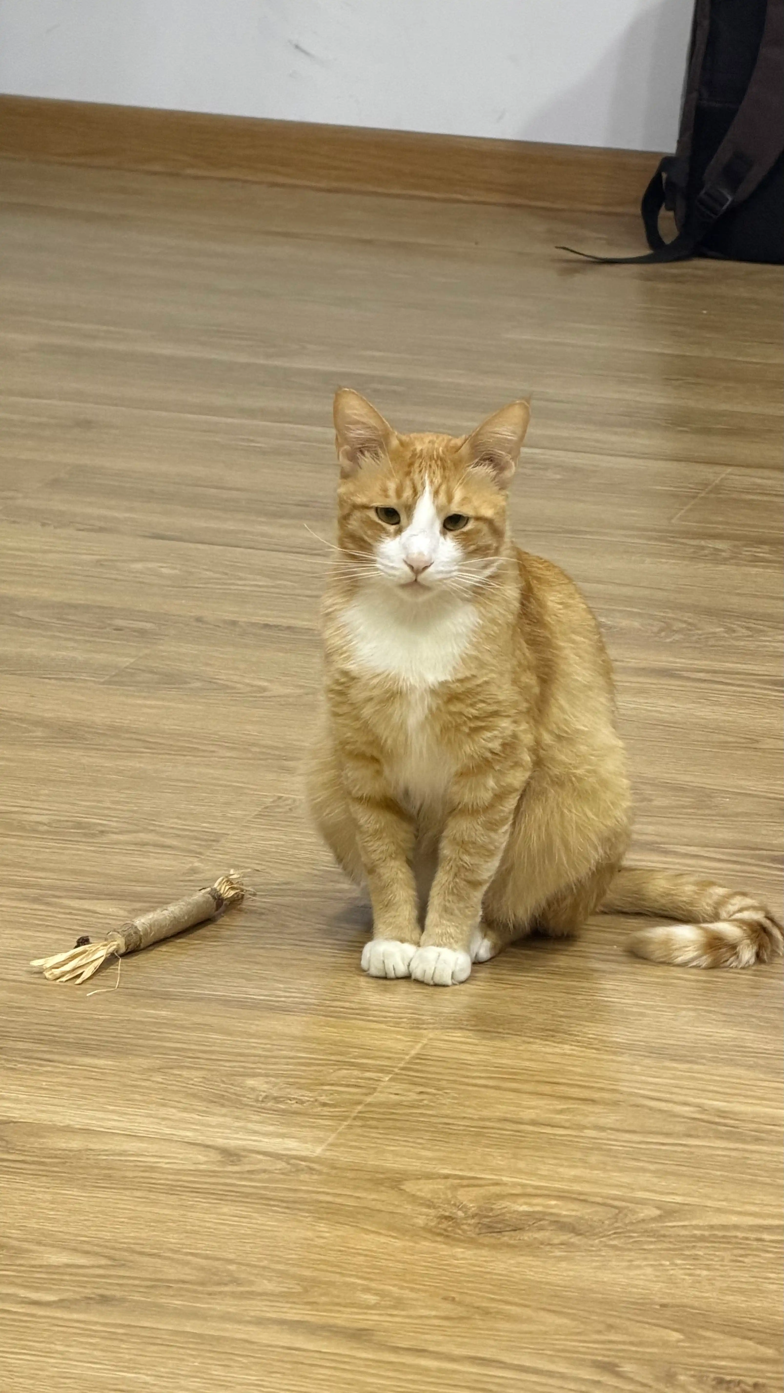 Кошачья мята для кошек, палочка мататаби натуральная дразнилка