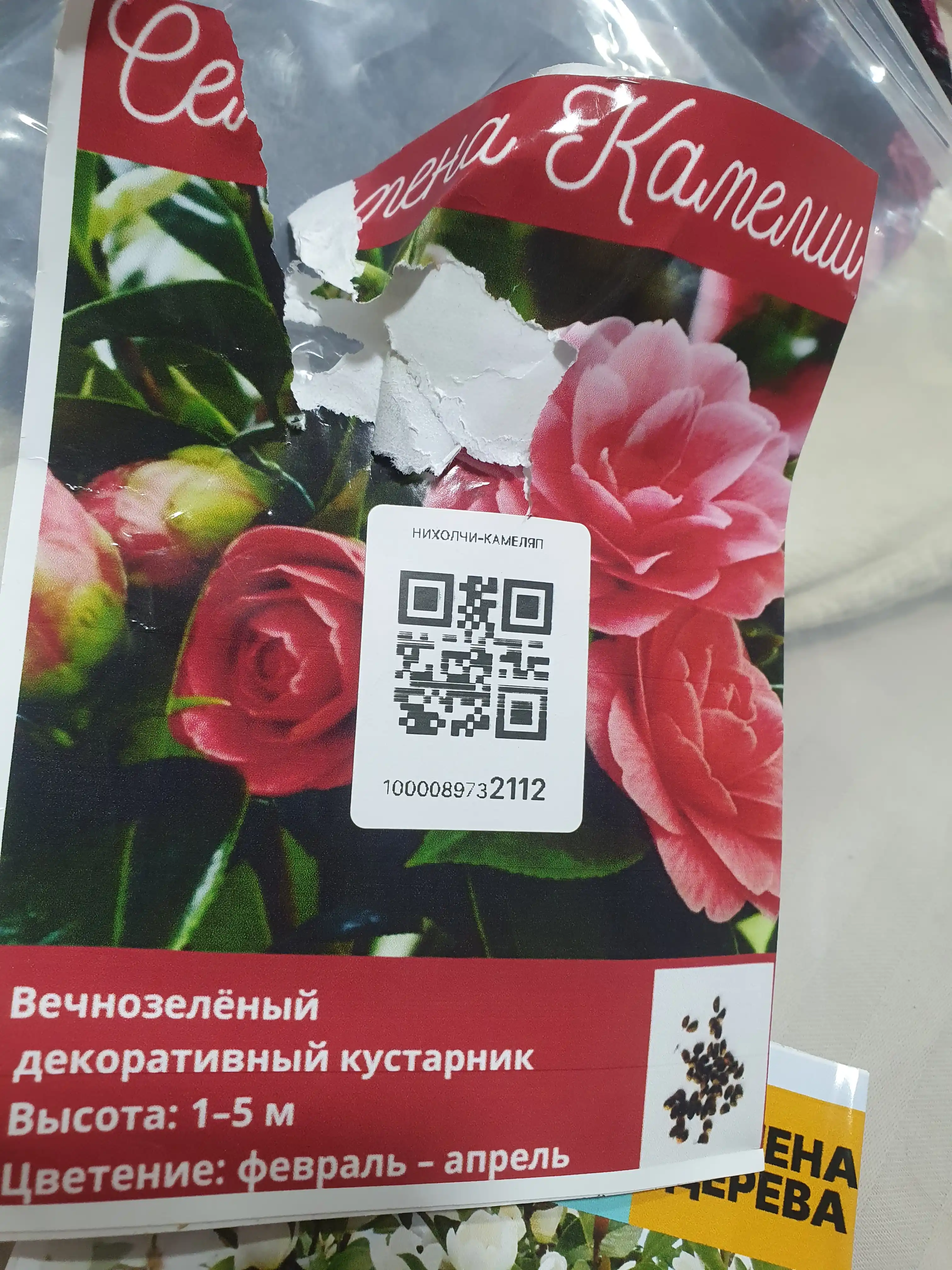 Yapon kameliyasi, urug‘lari