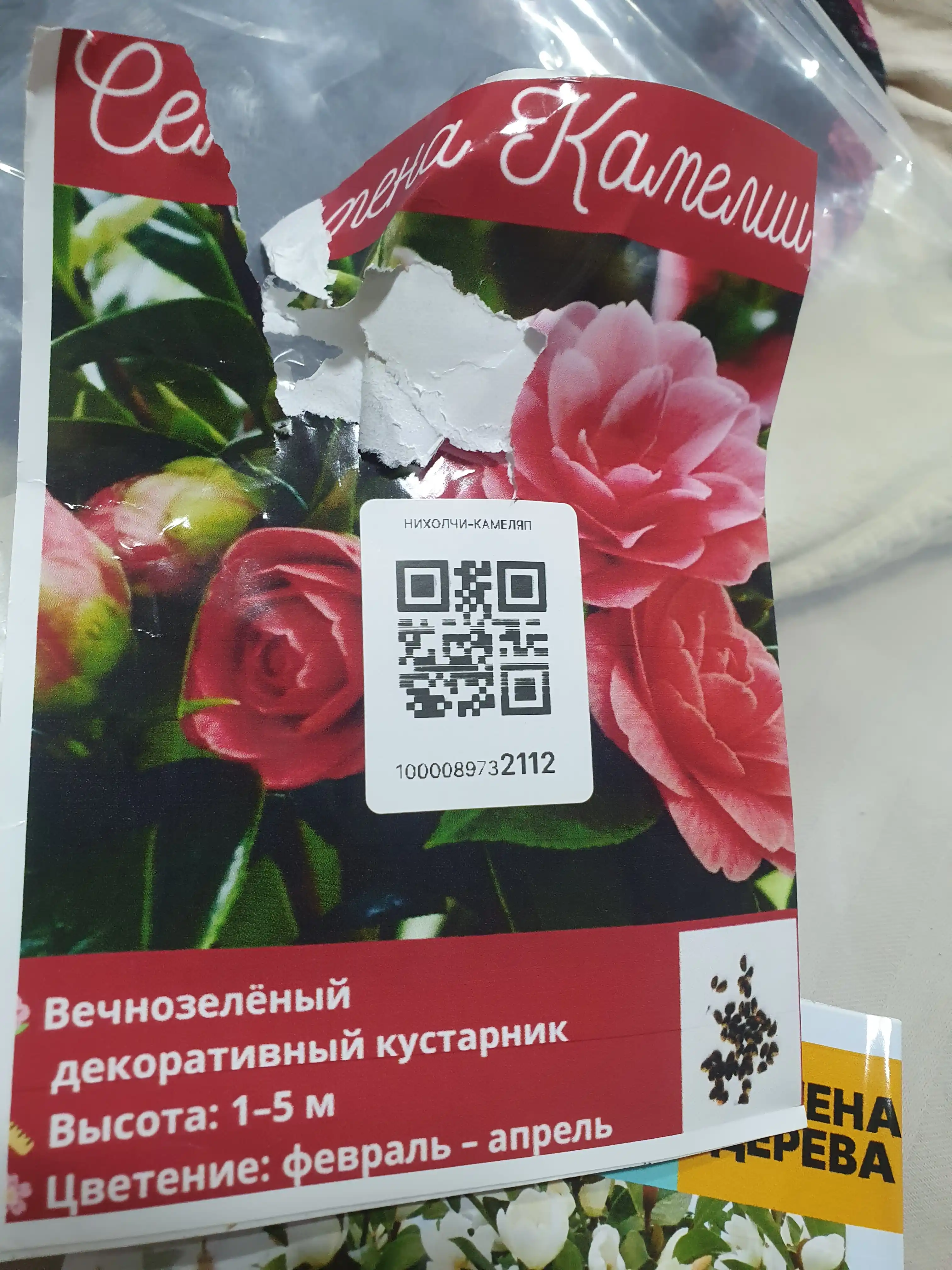 Yapon kameliyasi, urug‘lari