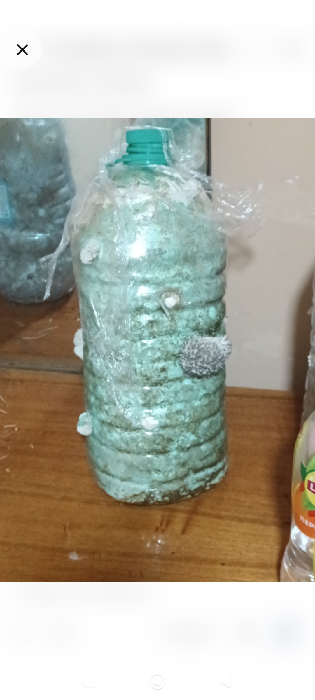 Мицелий грибов (зерновой), 1 кг