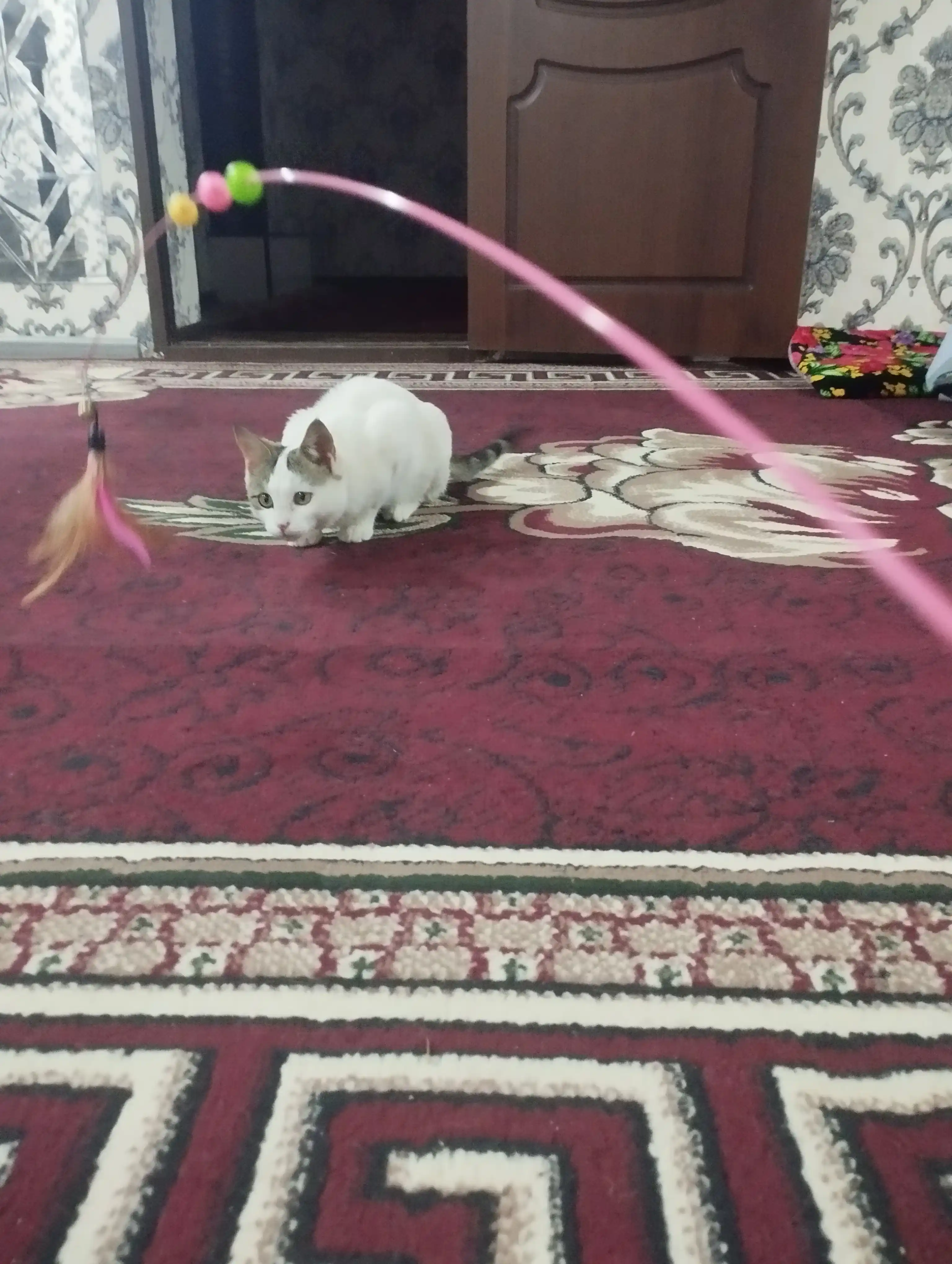 Mushuklar uchun o'yinchoq, pat va qo'ng'iroq bilan qarmoq
