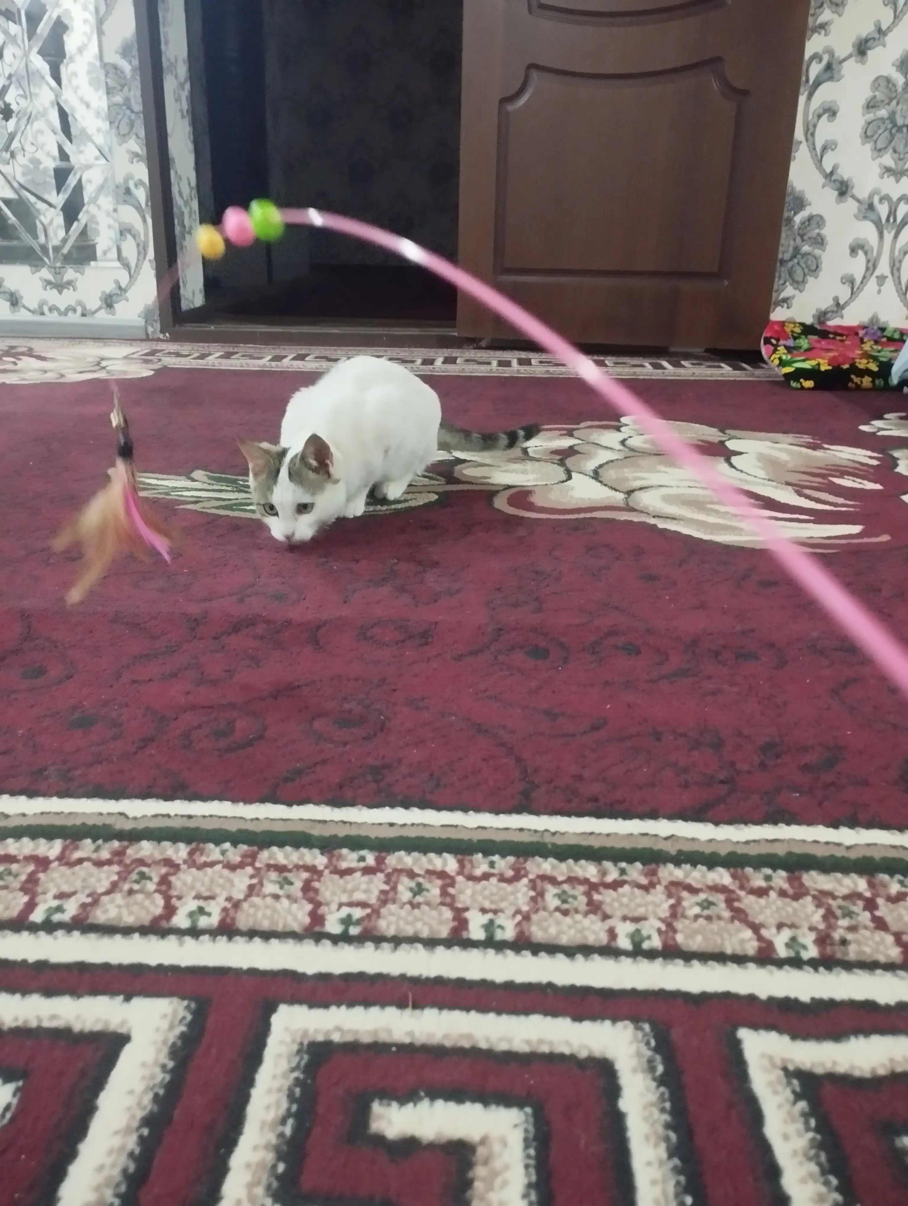 Mushuklar uchun o'yinchoq, pat va qo'ng'iroq bilan qarmoq
