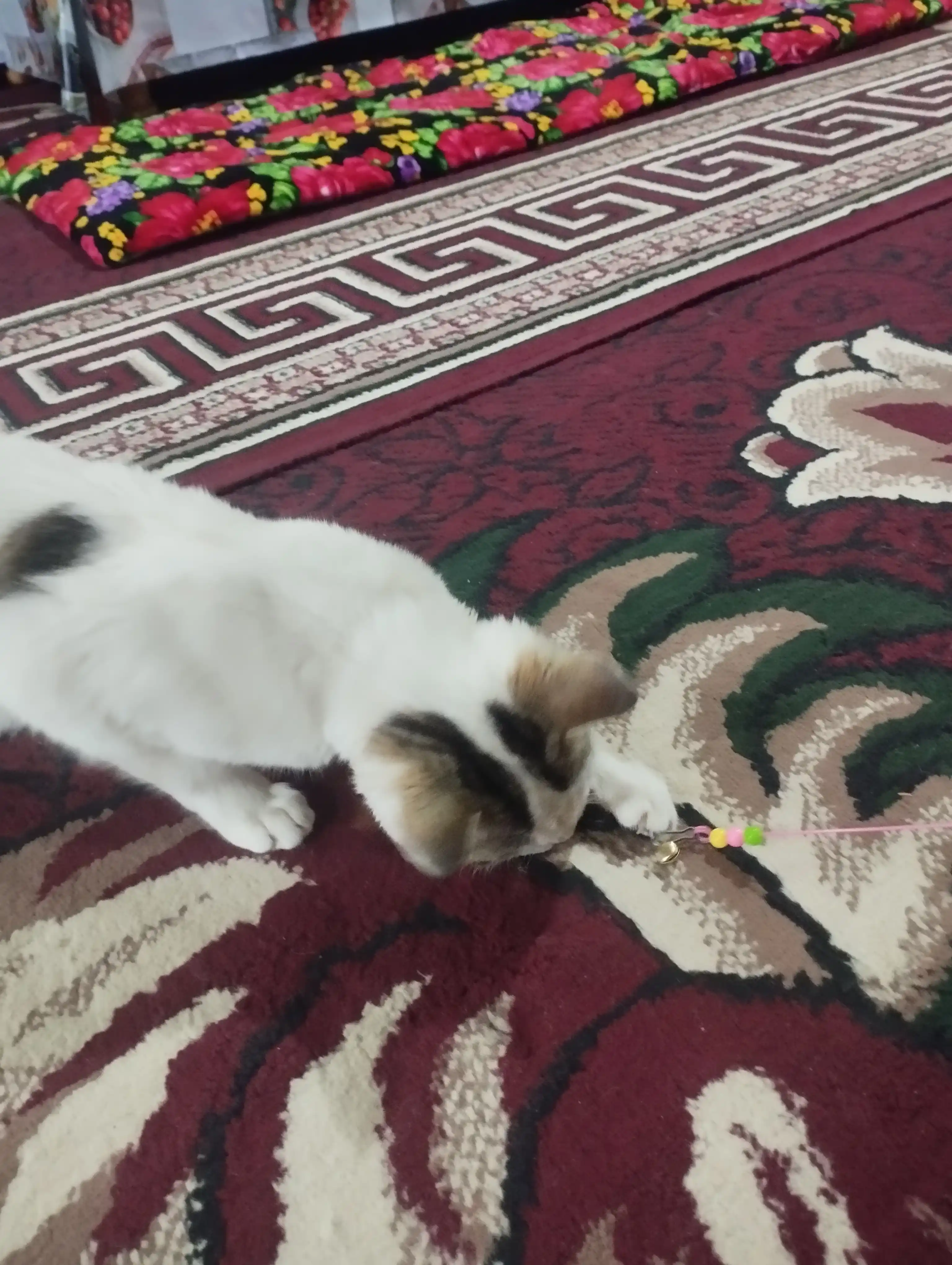 Mushuklar uchun o'yinchoq, pat va qo'ng'iroq bilan qarmoq
