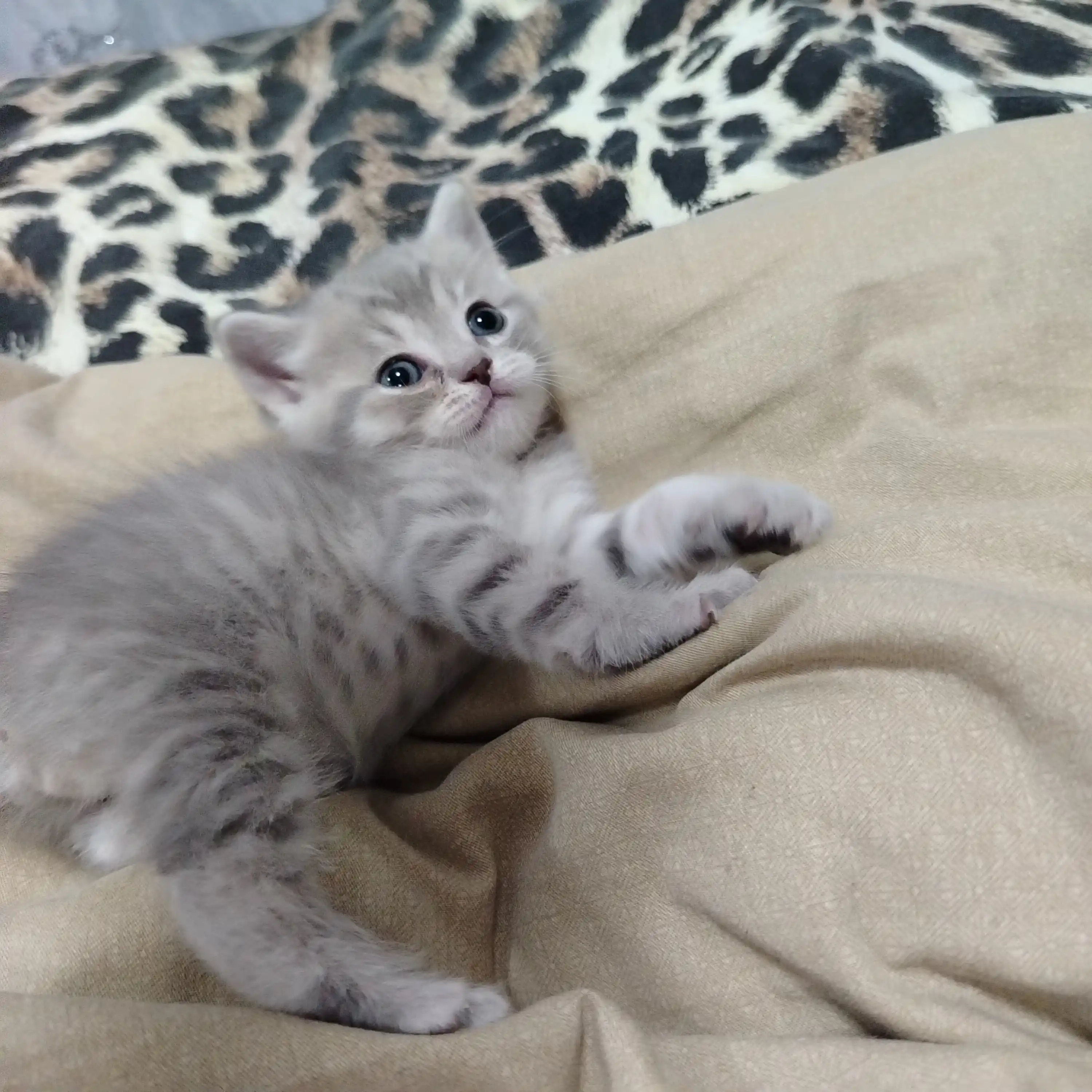Reflex Plus Kitten Chicken mushukchalar uchun quruq ovqat, tovuq bilan, 1.5 kg