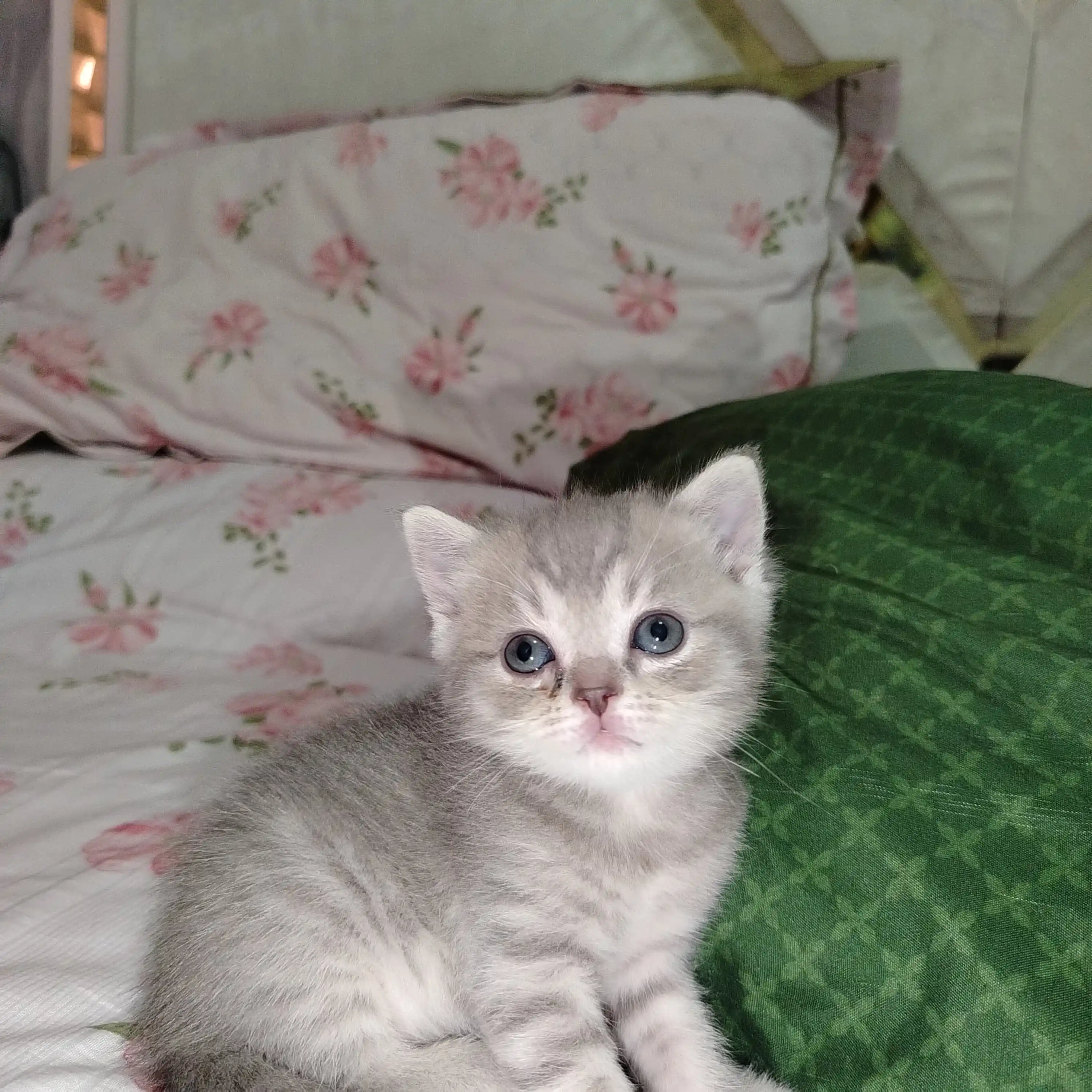 Reflex Plus Kitten Chicken mushukchalar uchun quruq ovqat, tovuq bilan, 1.5 kg