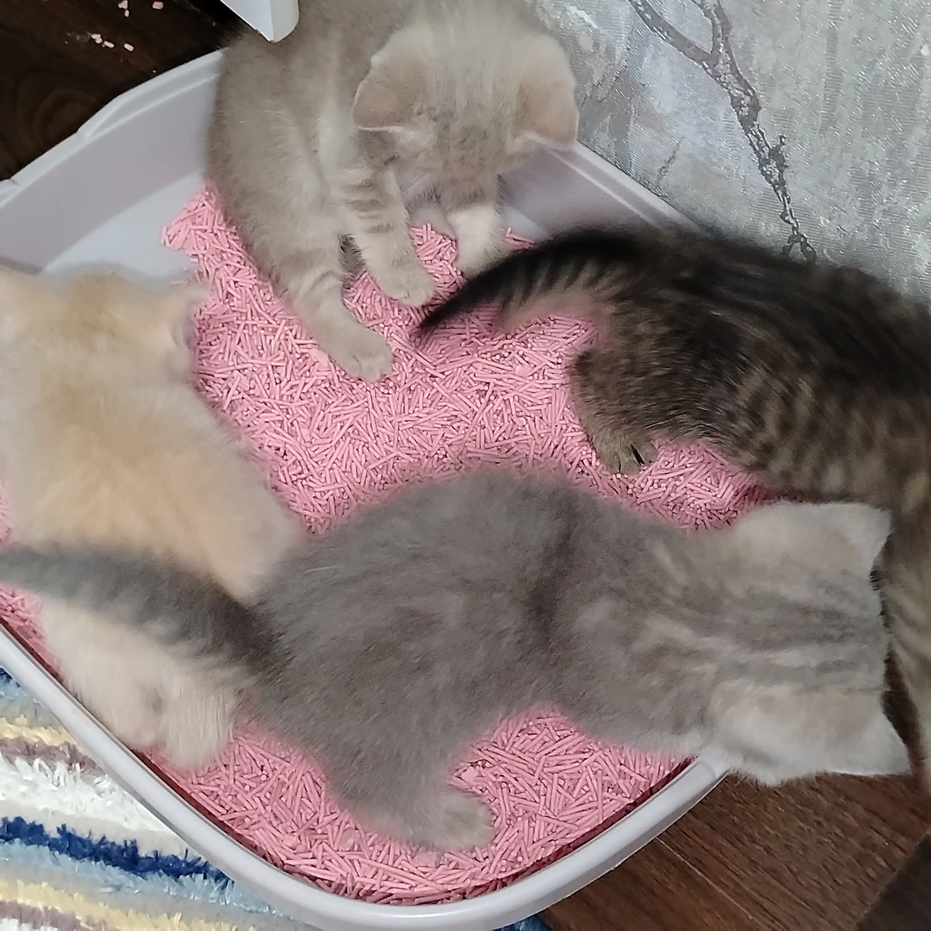Bay Cat tofu mushuk to‘shamasi, 6 L – hid nazorati, suvda eriydi, tabiiy mushuk toshi