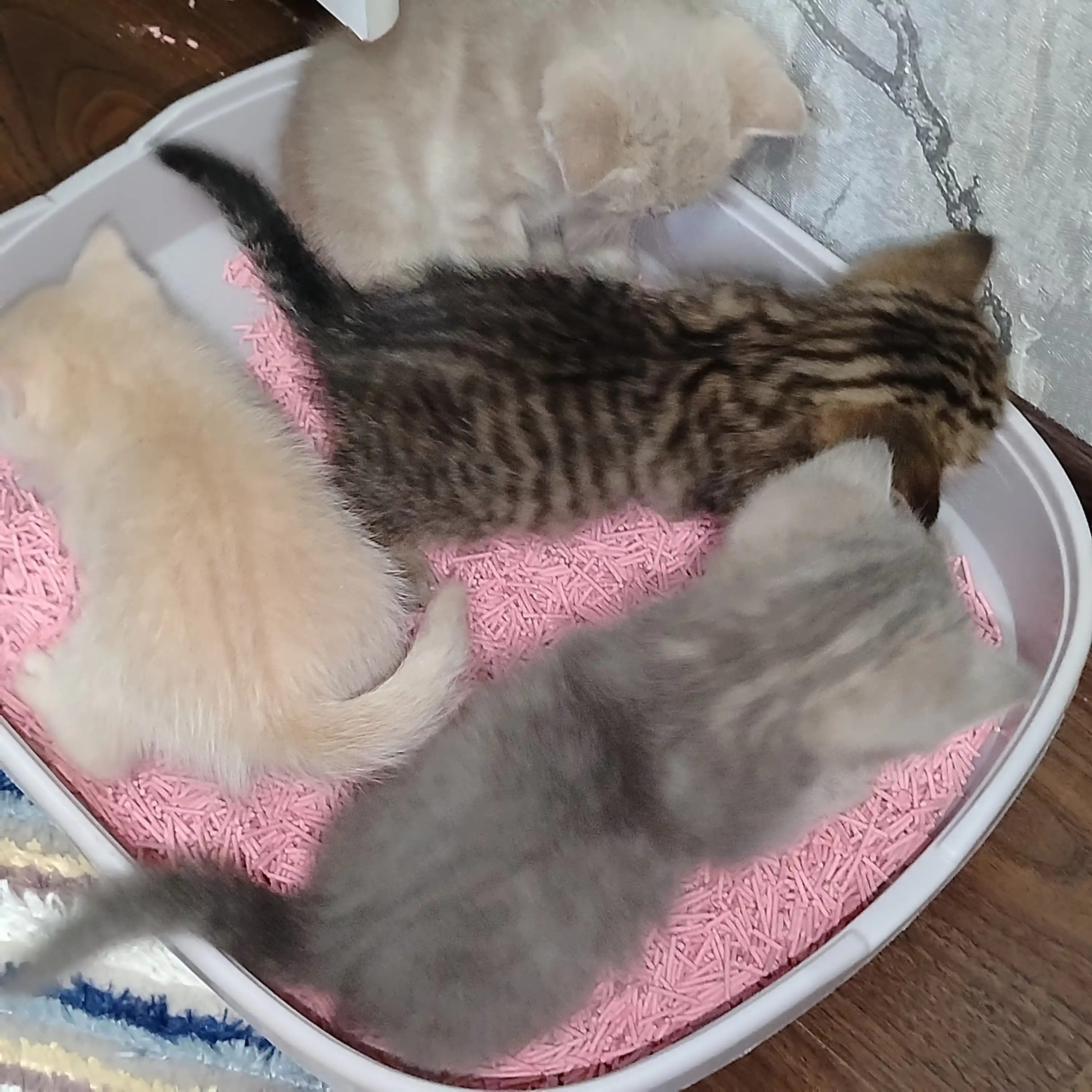 Bay Cat tofu mushuk to‘shamasi, 6 L – hid nazorati, suvda eriydi, tabiiy mushuk toshi