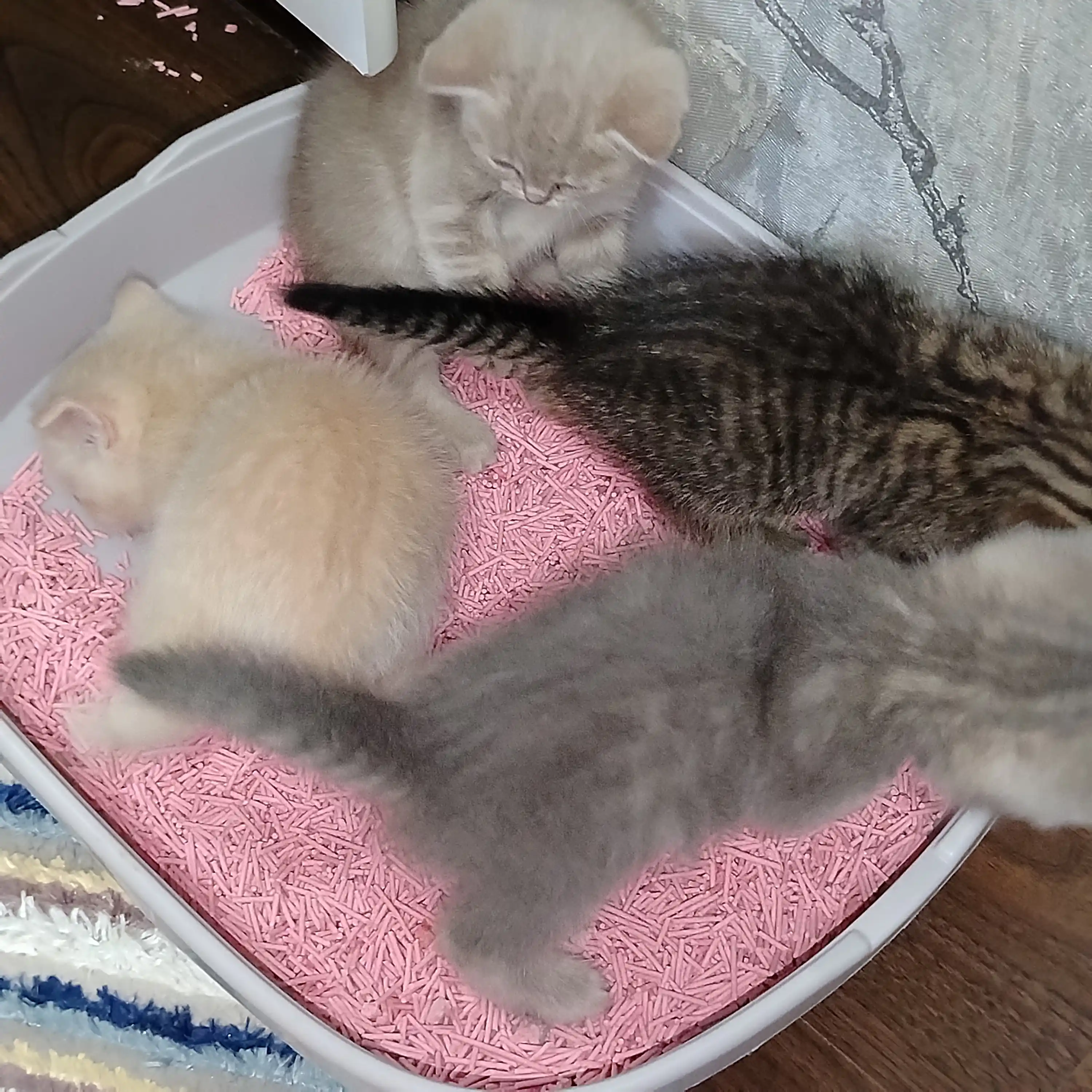 Bay Cat tofu mushuk to‘shamasi, 6 L – hid nazorati, suvda eriydi, tabiiy mushuk toshi