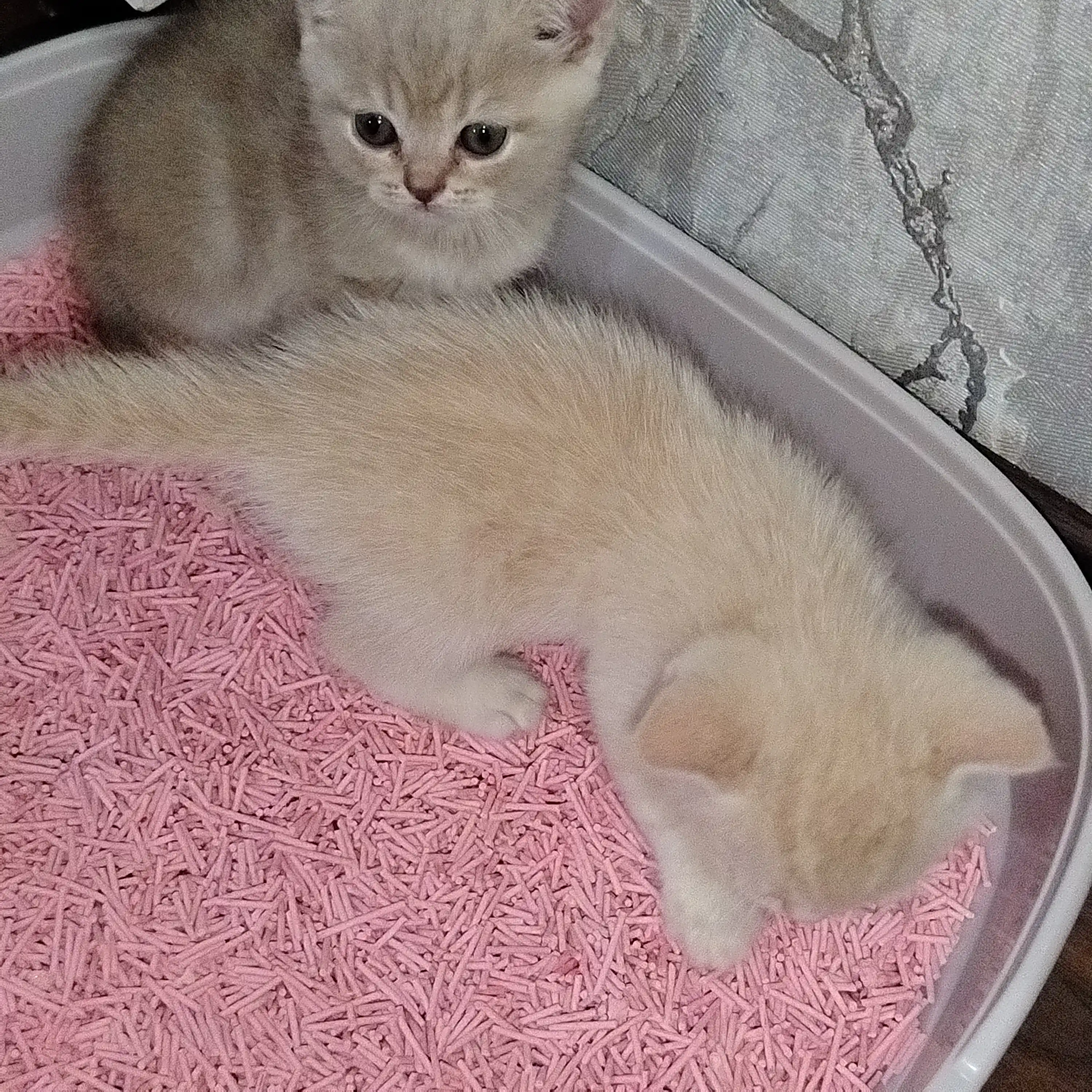 Bay Cat tofu mushuk to‘shamasi, 6 L – hid nazorati, suvda eriydi, tabiiy mushuk toshi