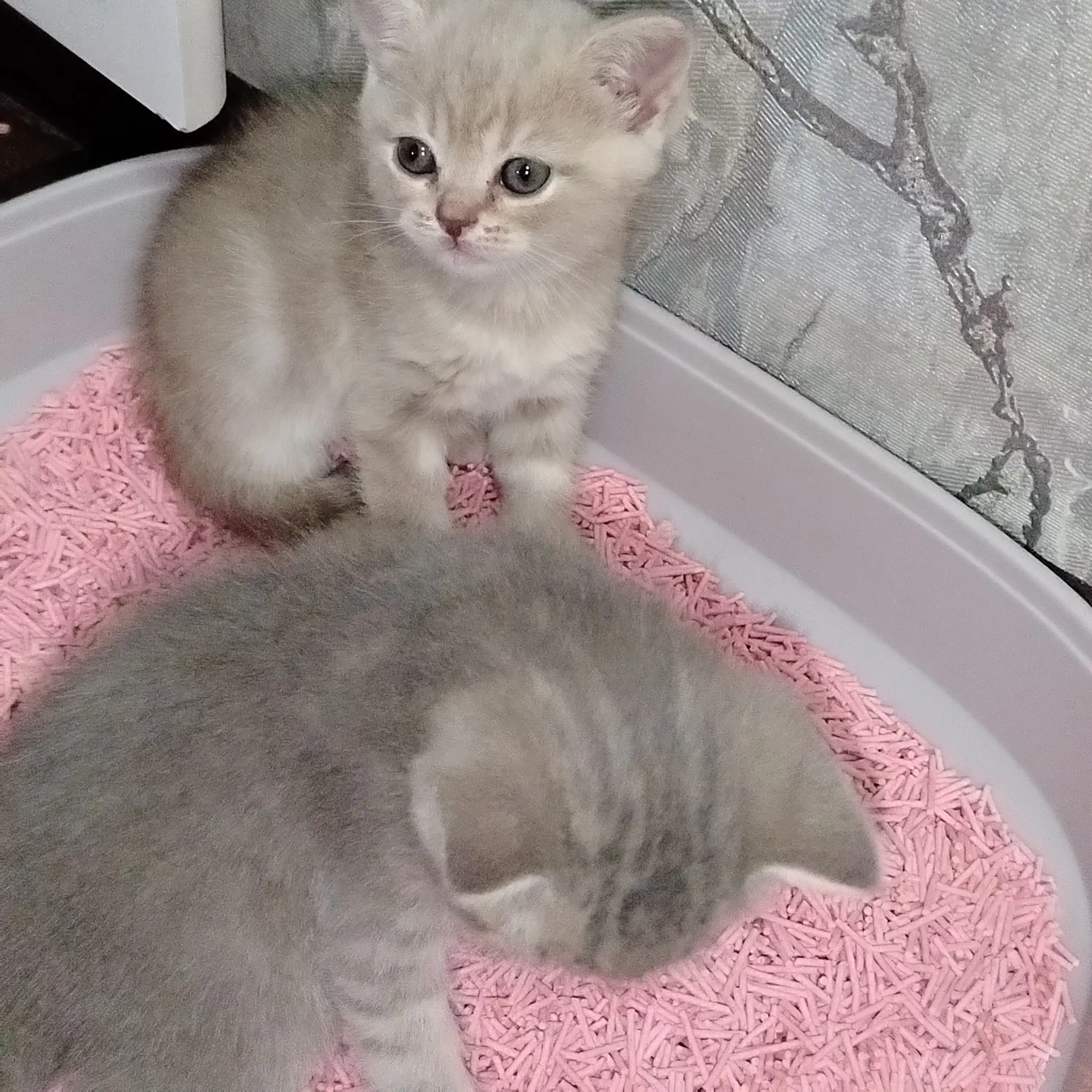 Bay Cat tofu mushuk to‘shamasi, 6 L – hid nazorati, suvda eriydi, tabiiy mushuk toshi