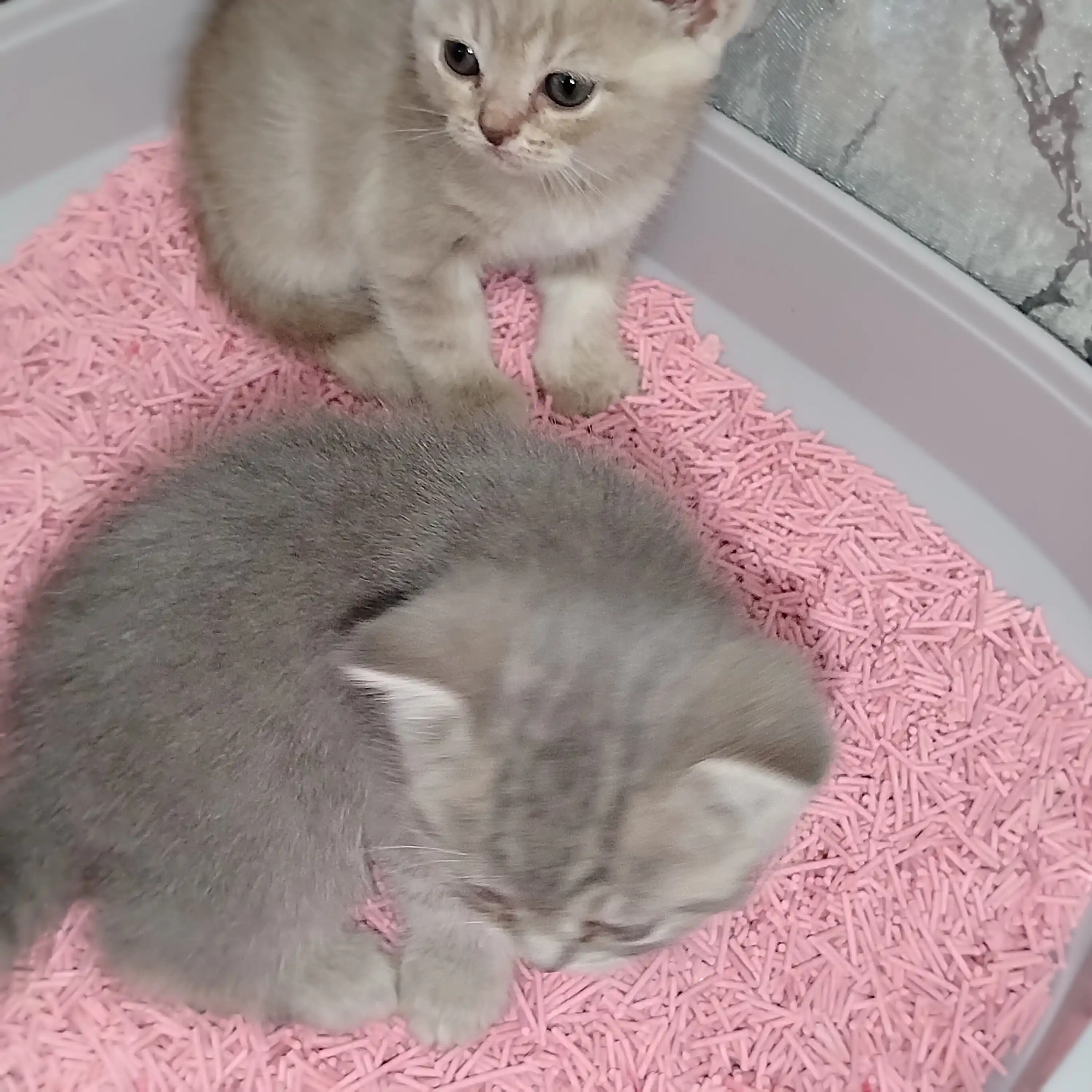 Bay Cat tofu mushuk to‘shamasi, 6 L – hid nazorati, suvda eriydi, tabiiy mushuk toshi