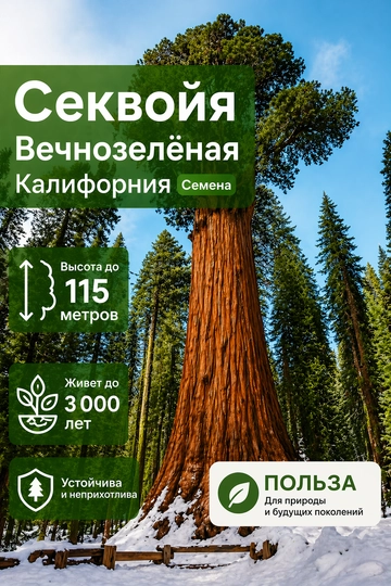 Секвойя вечнозелёная Калифорния, Семена, 15 шт, семена — НИХОЛЧИ-СЕКВОЙЯ