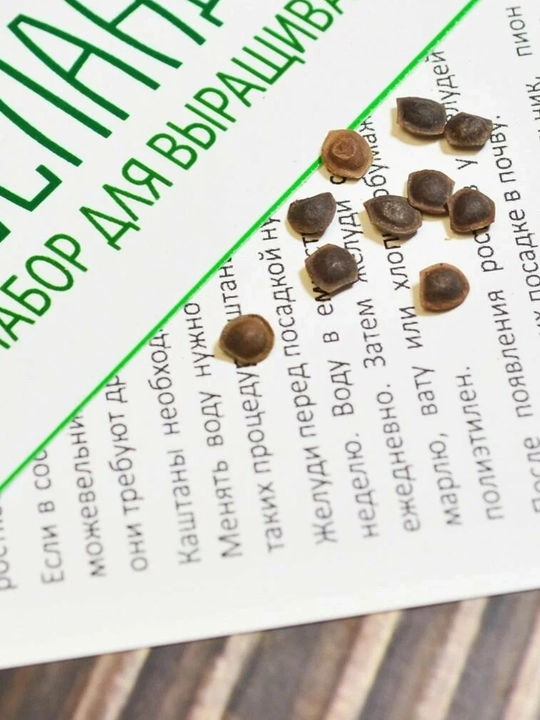 Tortinchoq mimoza urug‘lari, 15 ta urug‘, xona o‘simliklari urug‘lari, ekzotik o‘simliklar