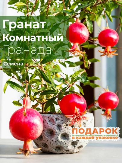 Гранат комнатный, Семена, 20 шт, цветок семена комнатных растений — НИХОЛЧИ-ГРАНАТ