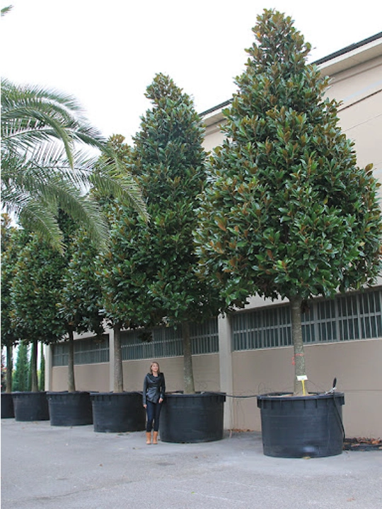 Magnoliya yirik gulli, sovuqqa chidamli, manzarali daraxt, asal beruvchi