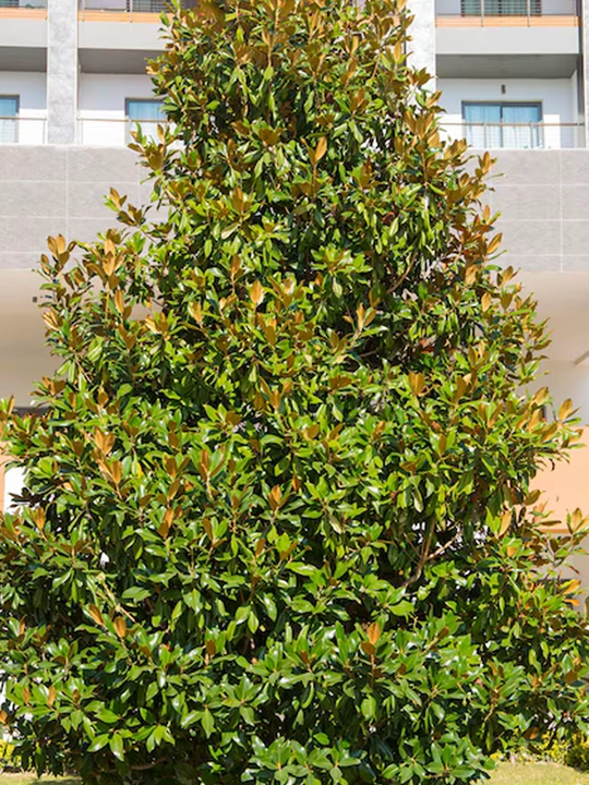 Magnoliya yirik gulli, sovuqqa chidamli, manzarali daraxt, asal beruvchi