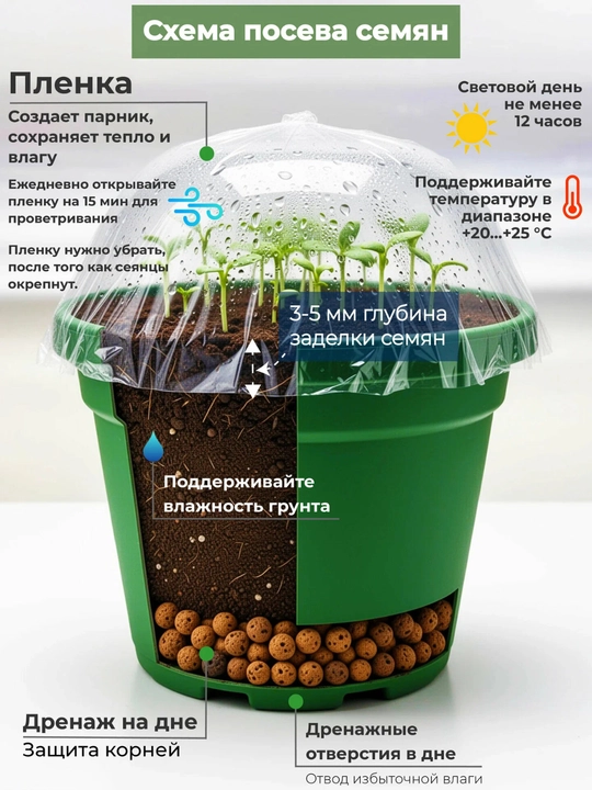 Семена Падуб мучегара Нелле, Стивенс Илекс, 20 шт