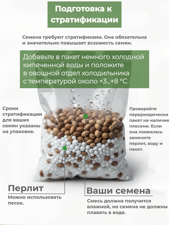 Глициния Китайская Янтай, семена, 5 шт, семена садовых цветов, декоративная лиана