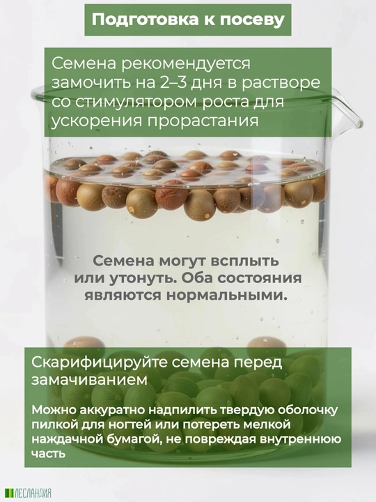 Чай Камелия Китайская, семена, 20 шт, семена экзотических растений