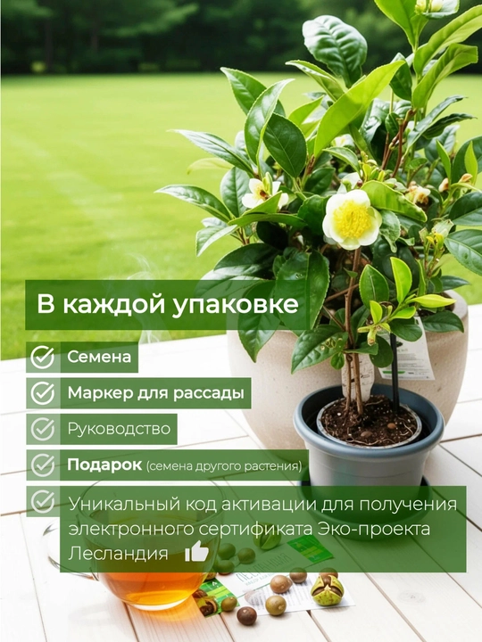 Чай Камелия Китайская, семена, 20 шт, семена экзотических растений