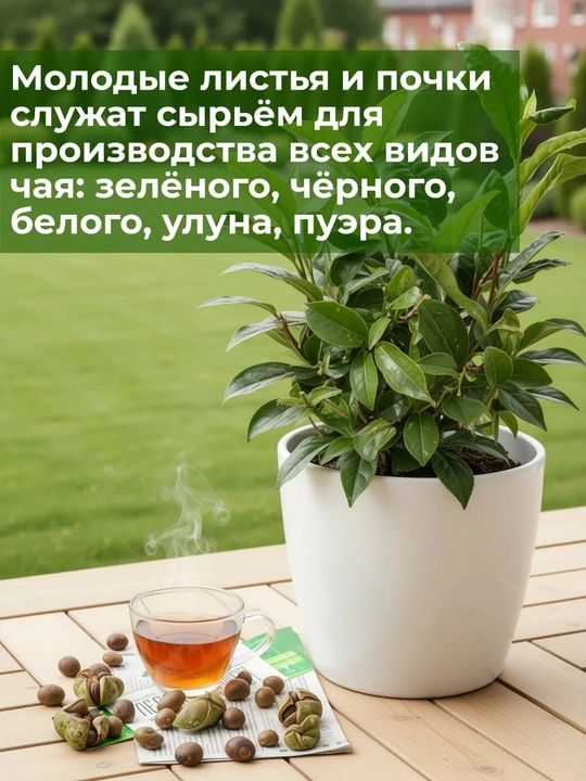 Чай Камелия Китайская, семена, 20 шт, семена экзотических растений